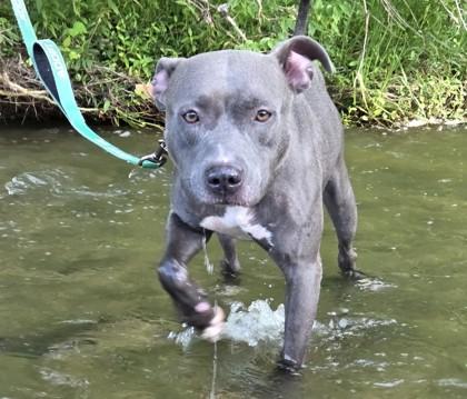 Ballerina, a Adoptable mixed breed in Kansas City, MO image 2/3