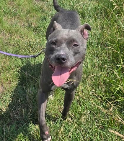 Ballerina, a Adoptable mixed breed in Kansas City, MO image 3/3