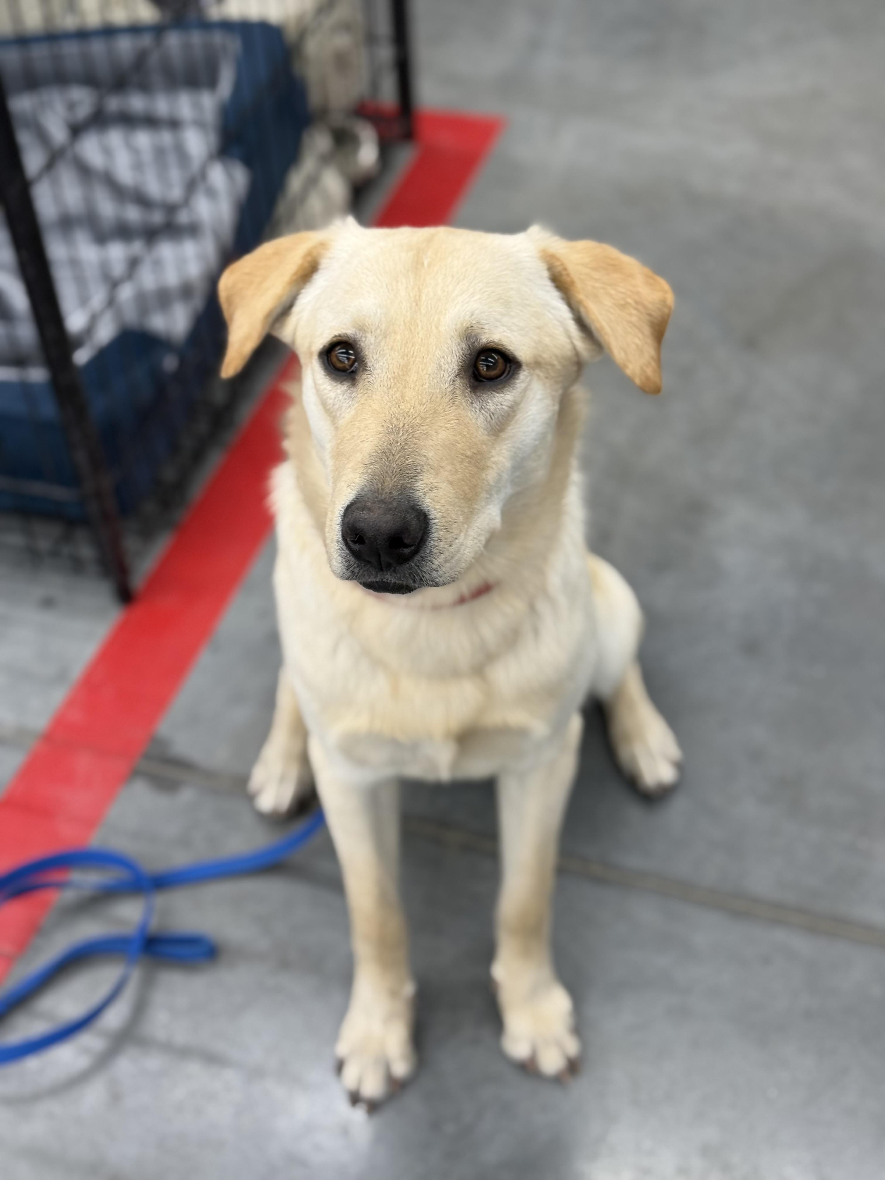Theodore, adoptable, Young Male Labrador Retriever.
