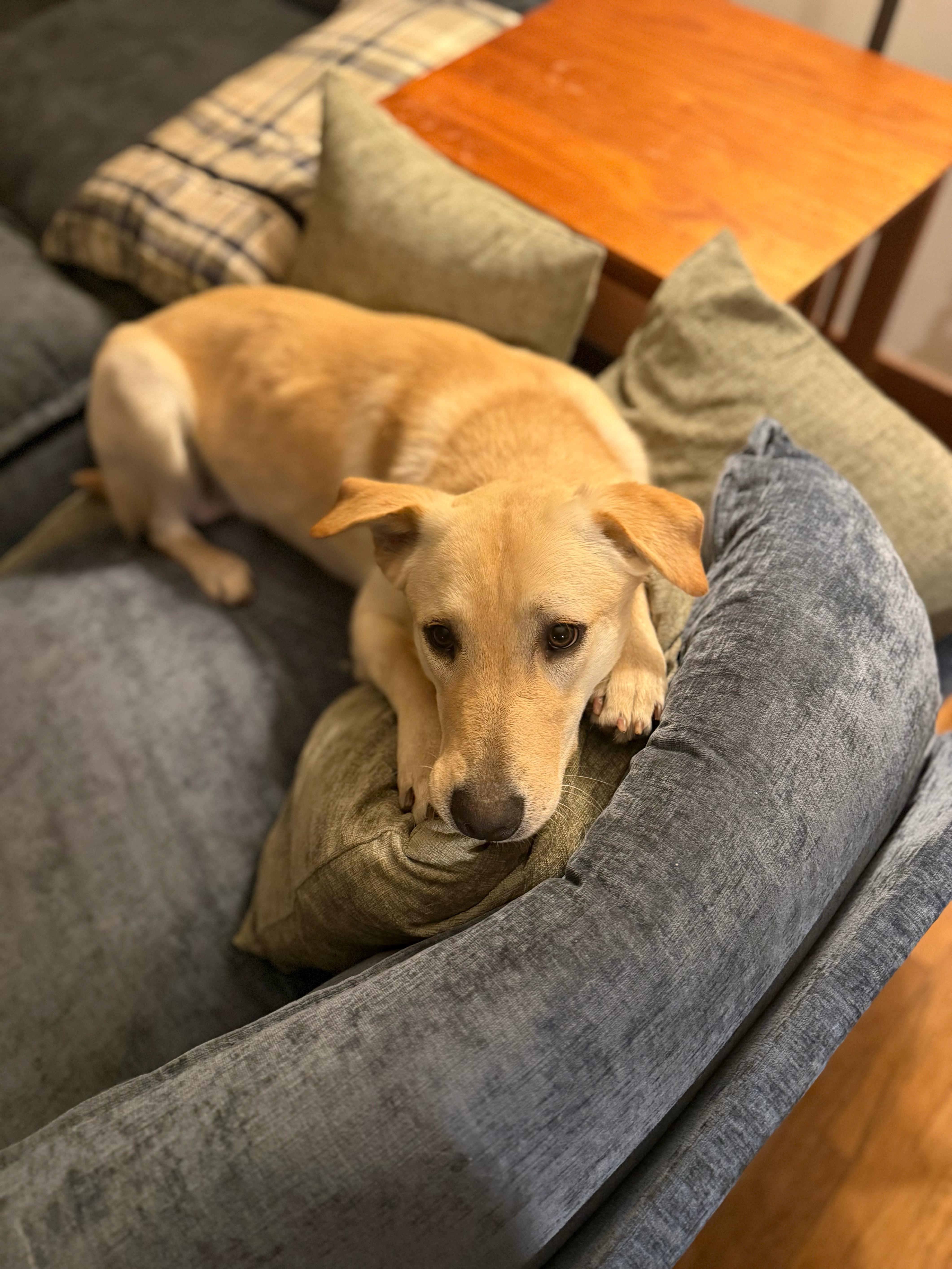 Enlarge Theodore, an adoptable mixed breed in Oswego, IL image 2/5