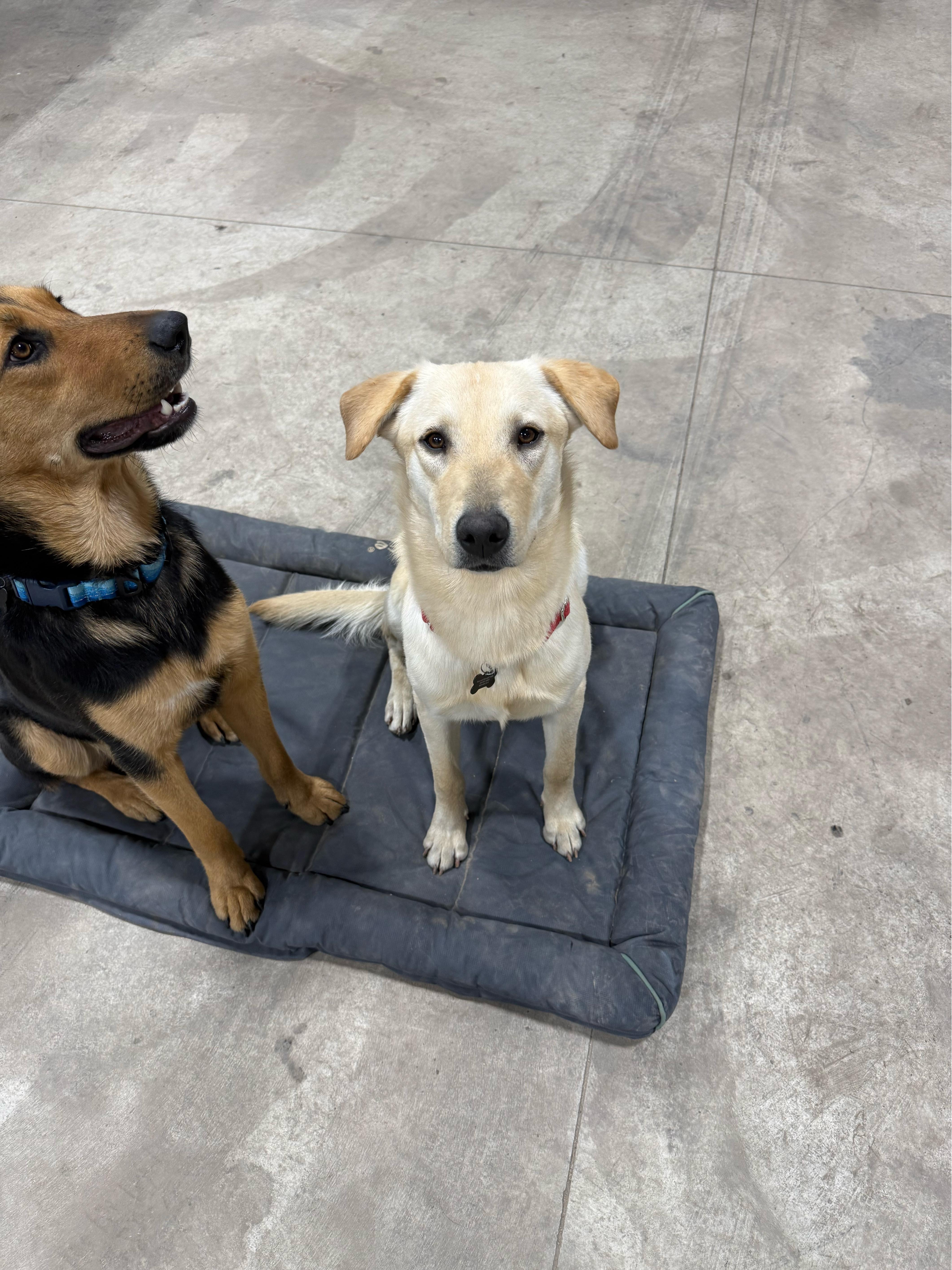 Enlarge Theodore, an adoptable mixed breed in Oswego, IL image 3/5