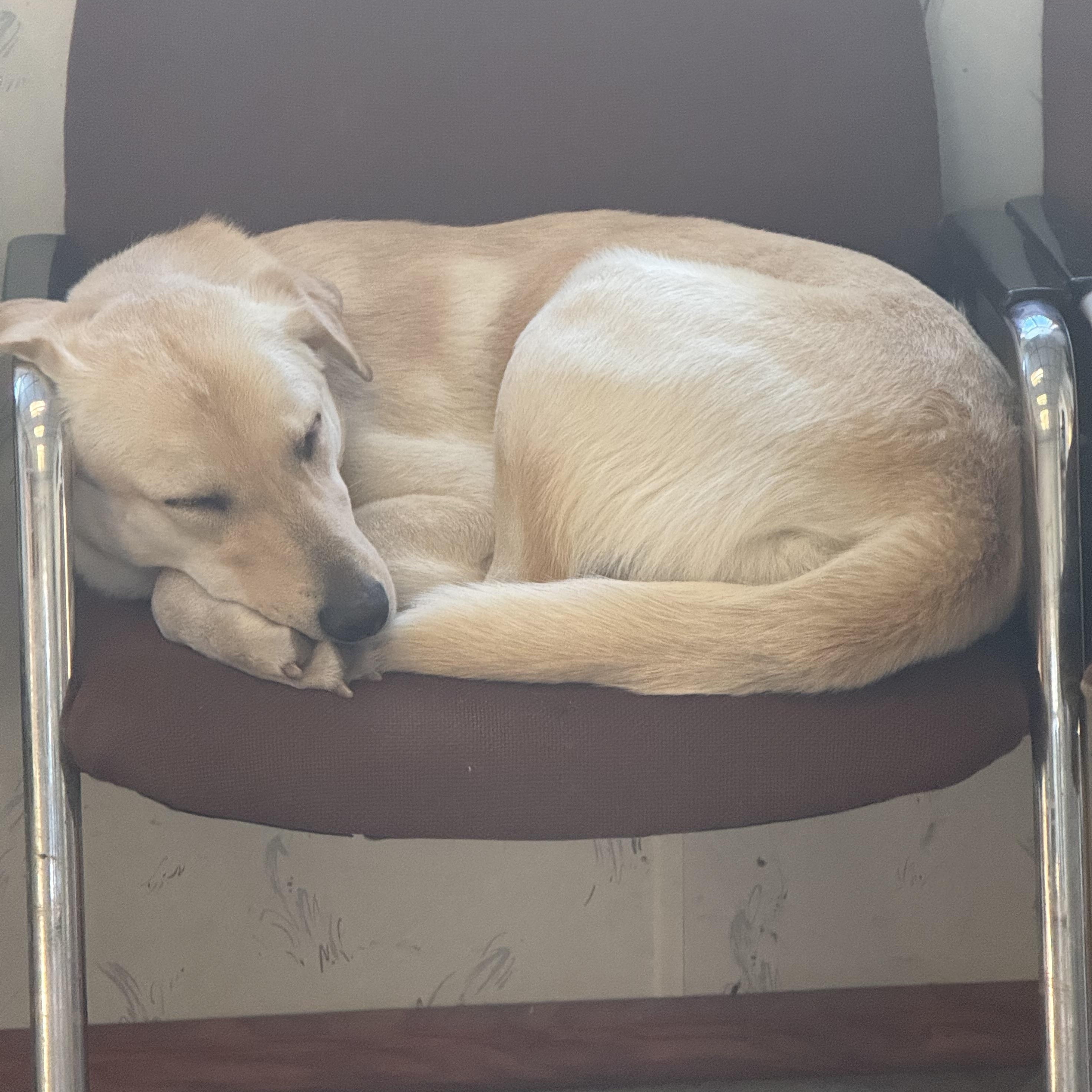 Enlarge Theodore, an adoptable mixed breed in Oswego, IL image 5/5