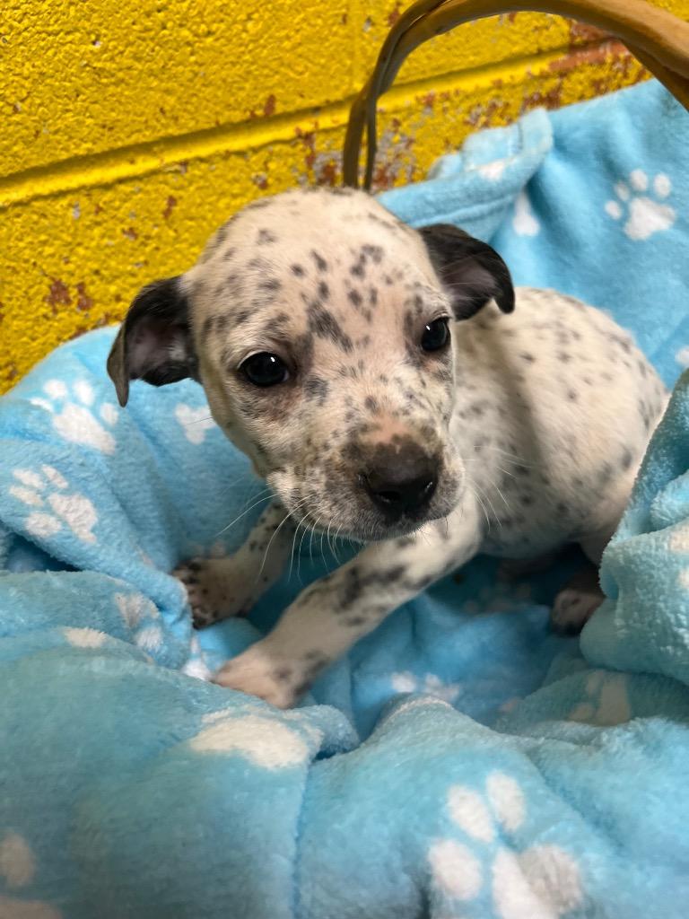 Enlarge Louie, a Adoptable mixed breed in Murray, KY image 1/1