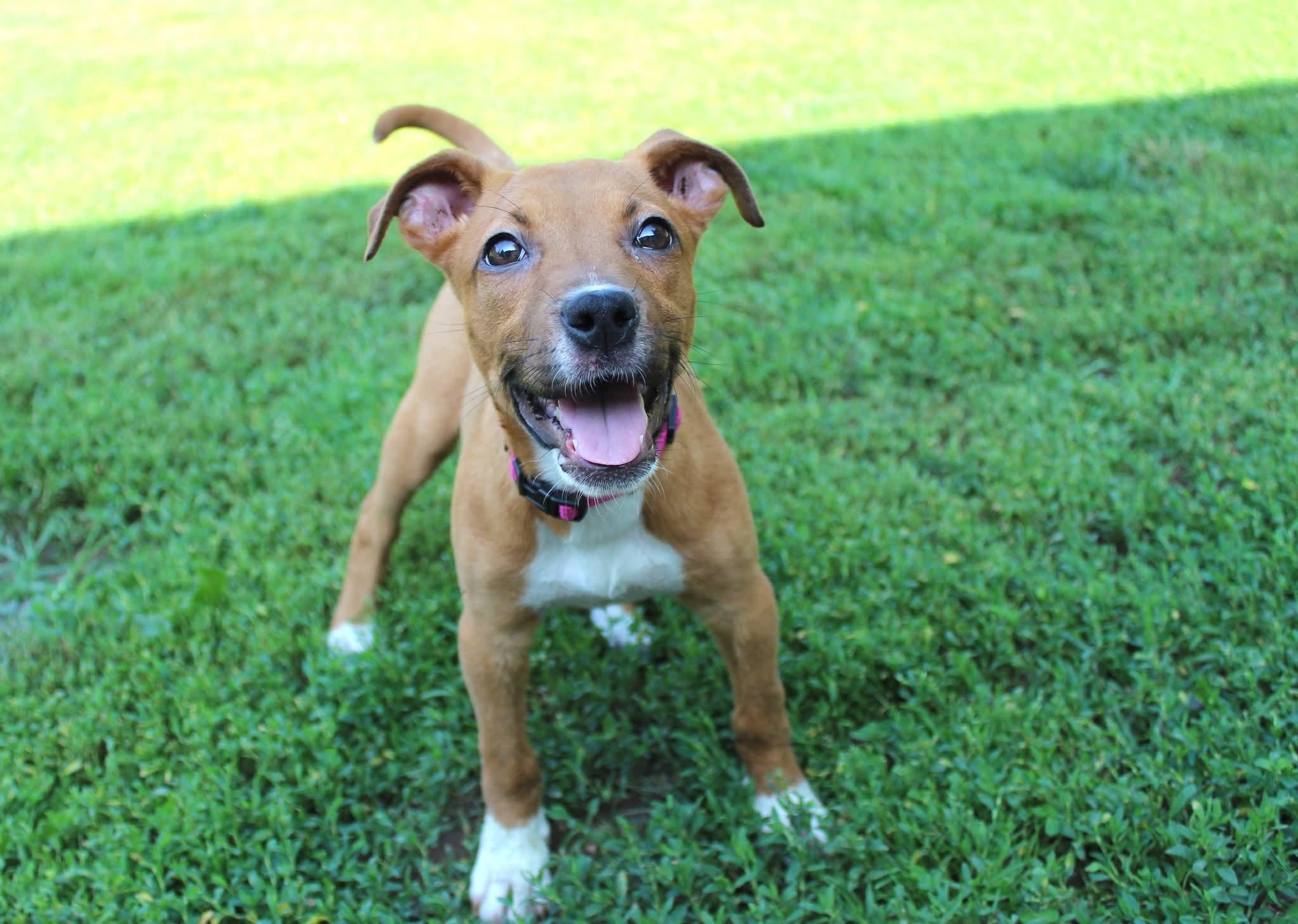 Yara, a Adopted mixed breed in Huntington, WV image 1/4