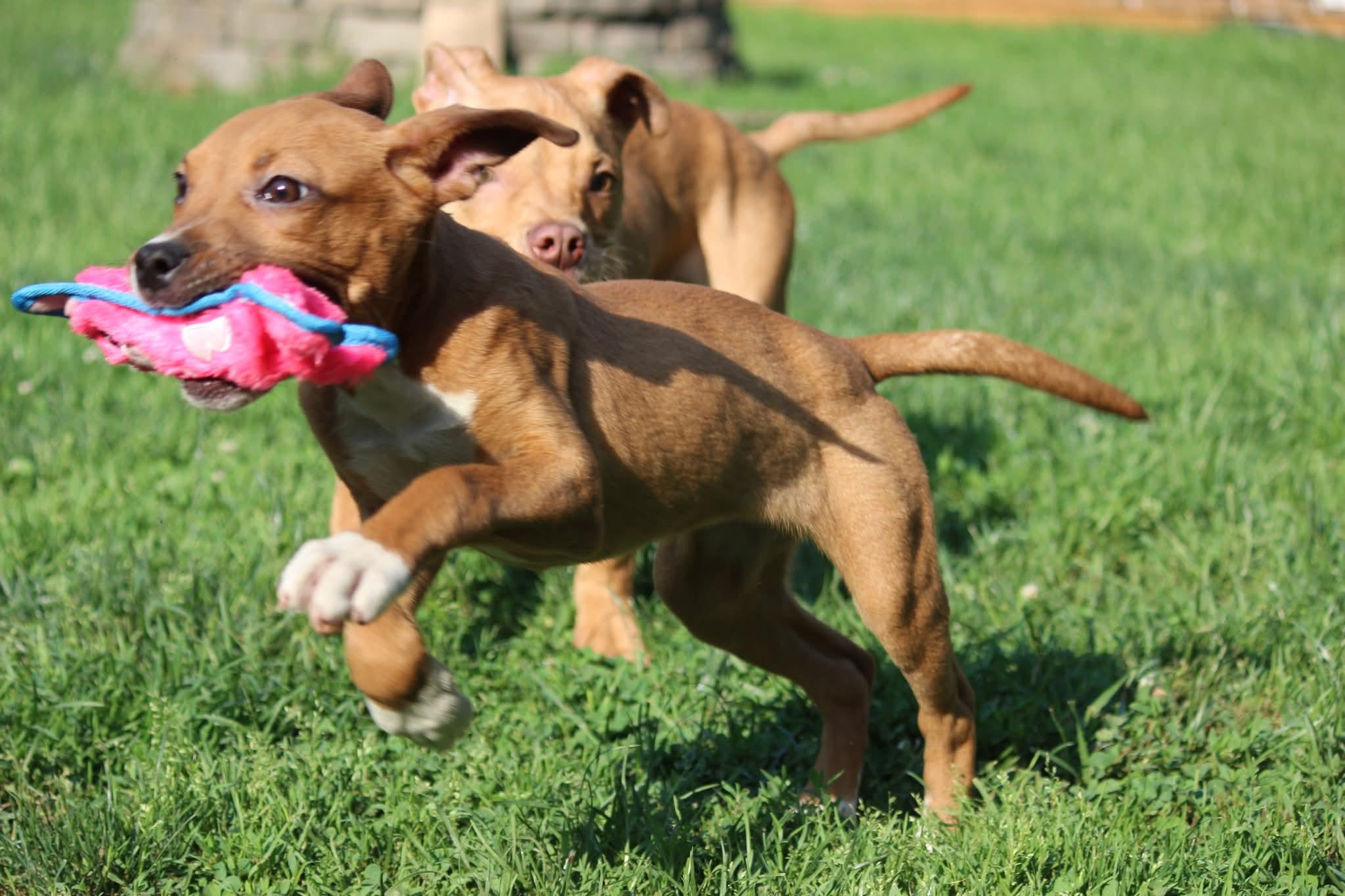 Yara, a Adopted mixed breed in Huntington, WV image 2/4