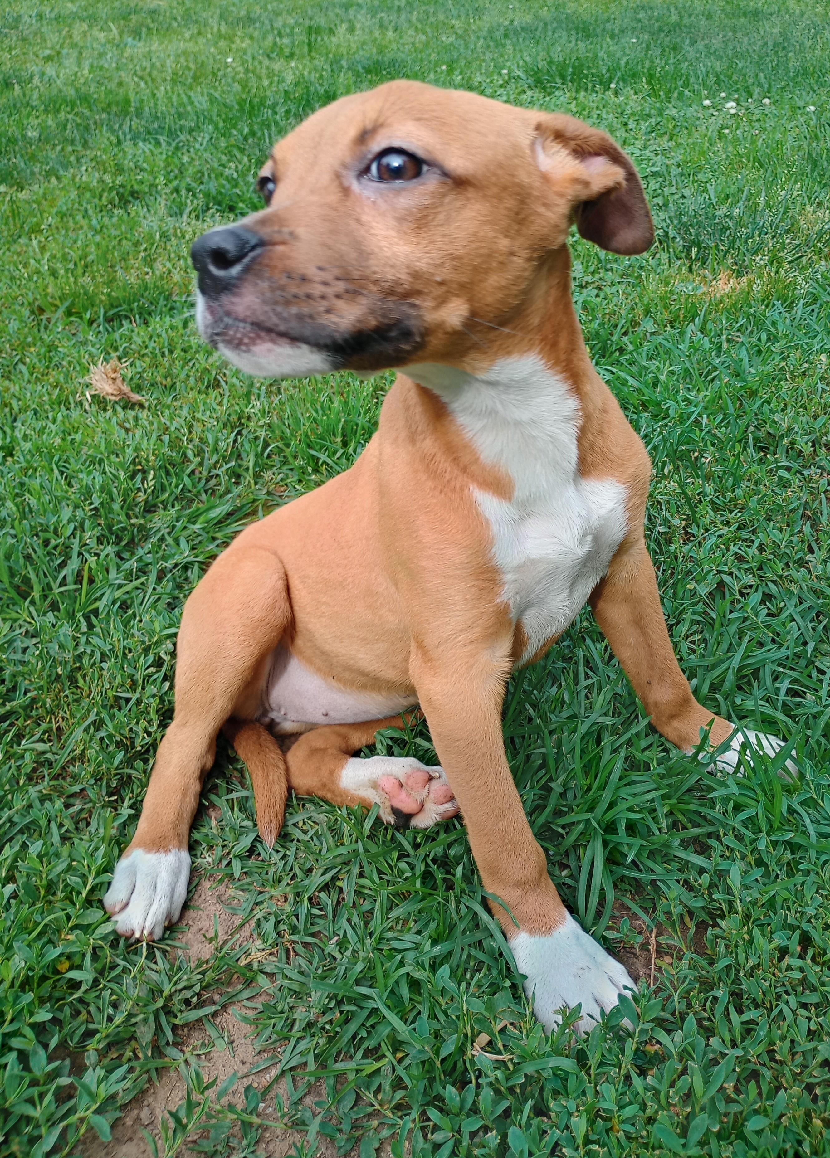 Yara, a Adopted mixed breed in Huntington, WV image 3/4