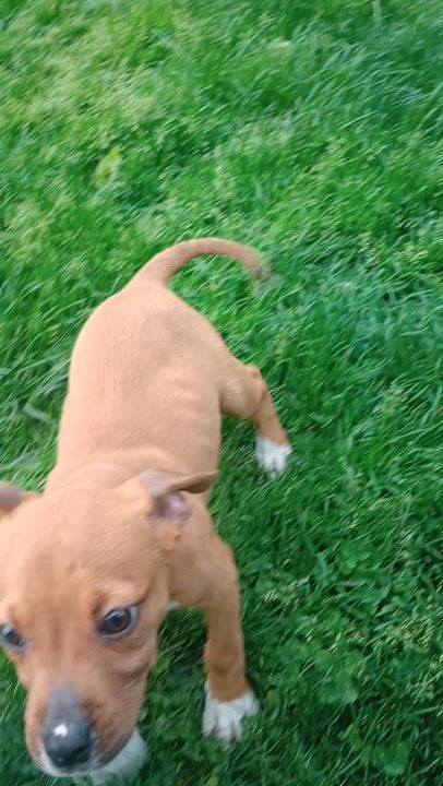 Enlarge Yara, a Adopted mixed breed in Huntington, WV video 4/4