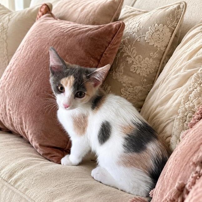 Cookie (Marcelle), adopted, Kitten Female Dilute Calico.