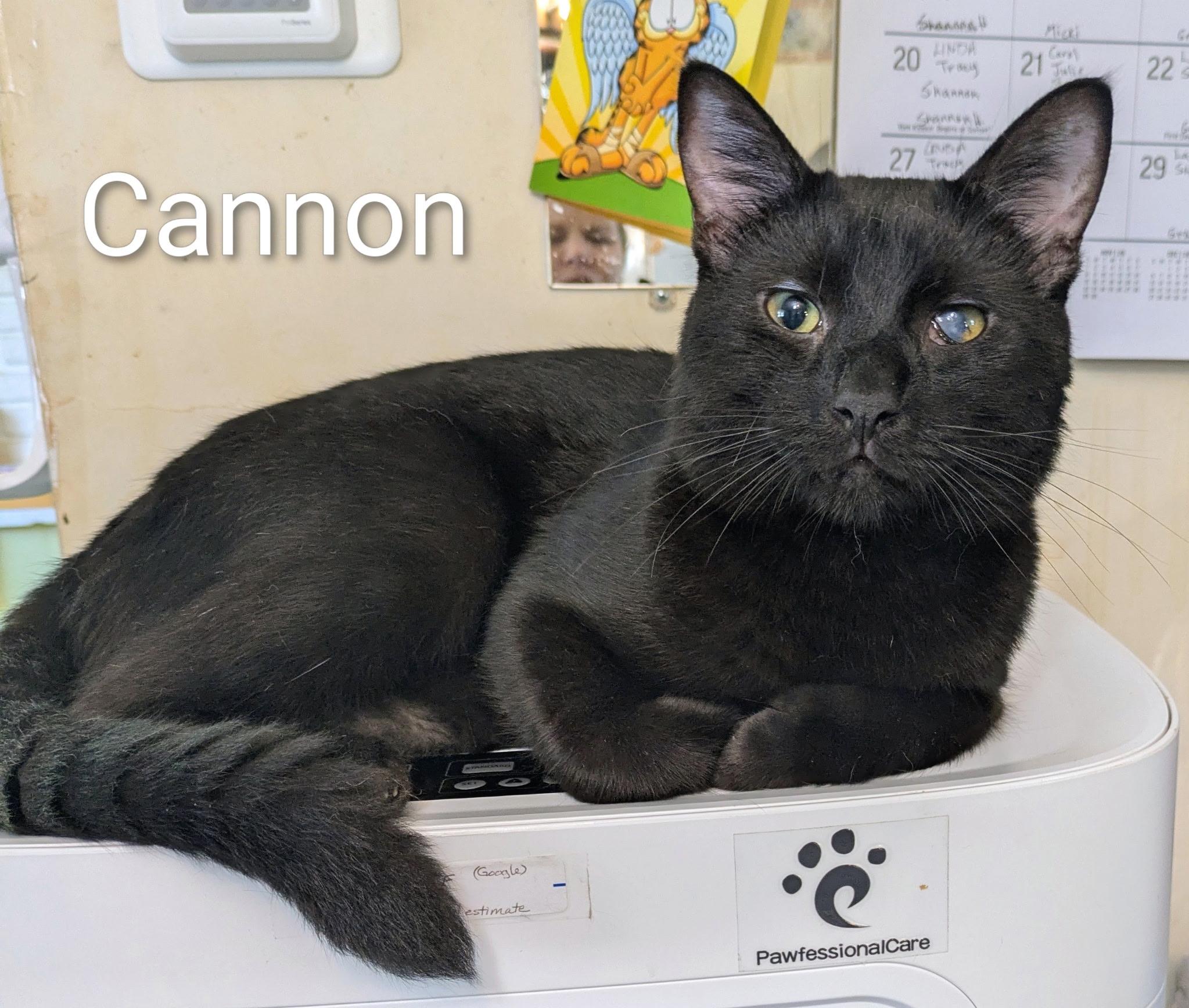 Cannon, Adopted, Adult Male Bombay.