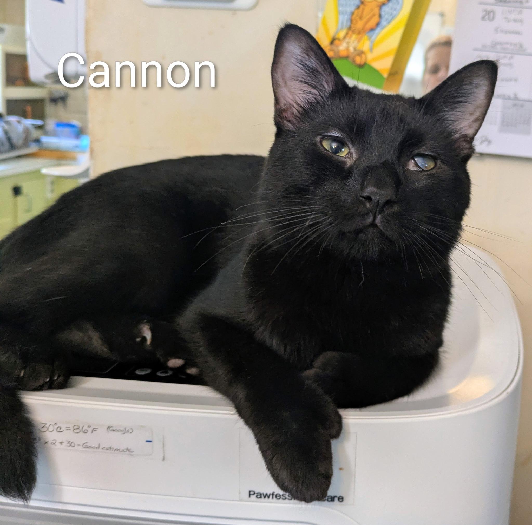 Enlarge Cannon, a Adopted Bombay in Mears, MI image 2/3