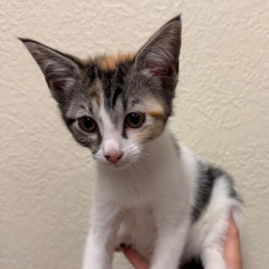 Timmy F-21629, Adoptable, Kitten Male Domestic Short Hair.