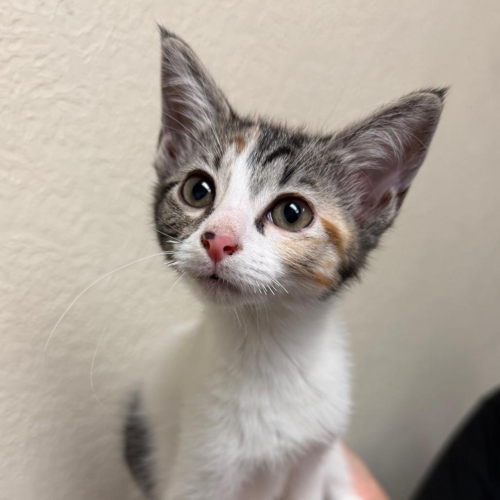 Enlarge Timmy F-21629, a Adoptable Domestic Short Hair in Oklahoma City, OK image 5/6