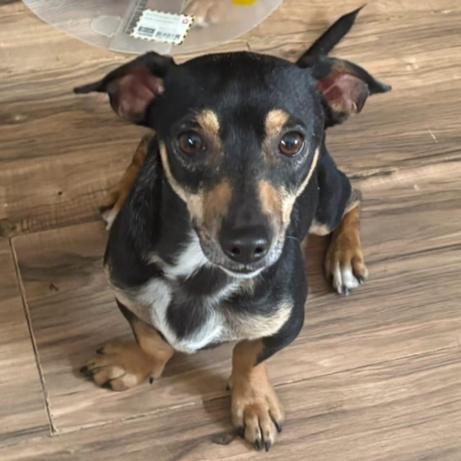 Teddy, ADOPTABLE, Young Male Chihuahua.