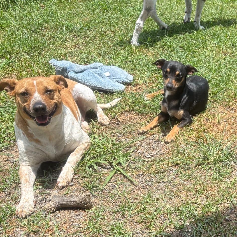 Enlarge Teddy, a ADOPTABLE mixed breed in Yonkers, NY image 3/4