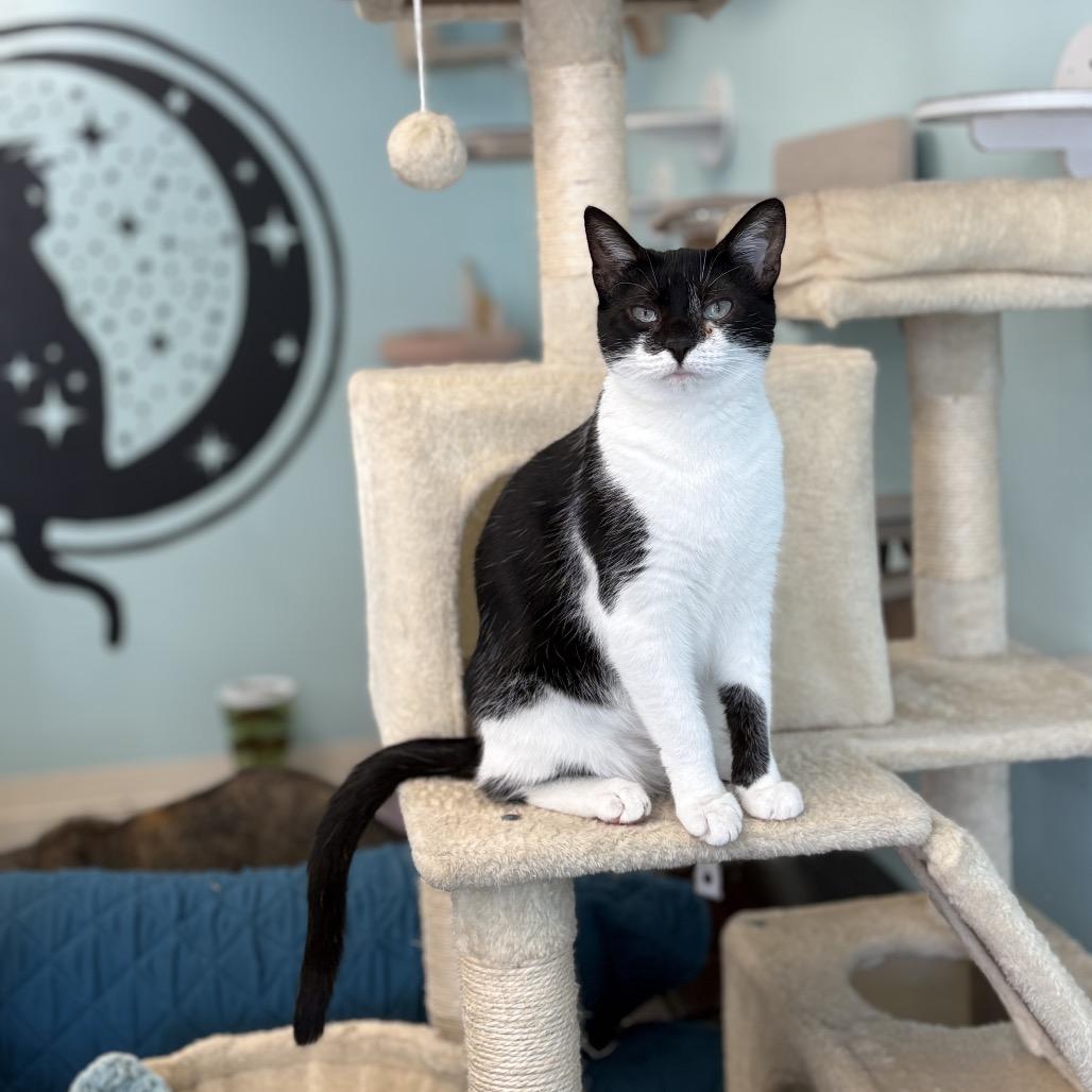 Enlarge Desiree, a Adoptable Domestic Short Hair in PITTSBURGH, PA image 2/3