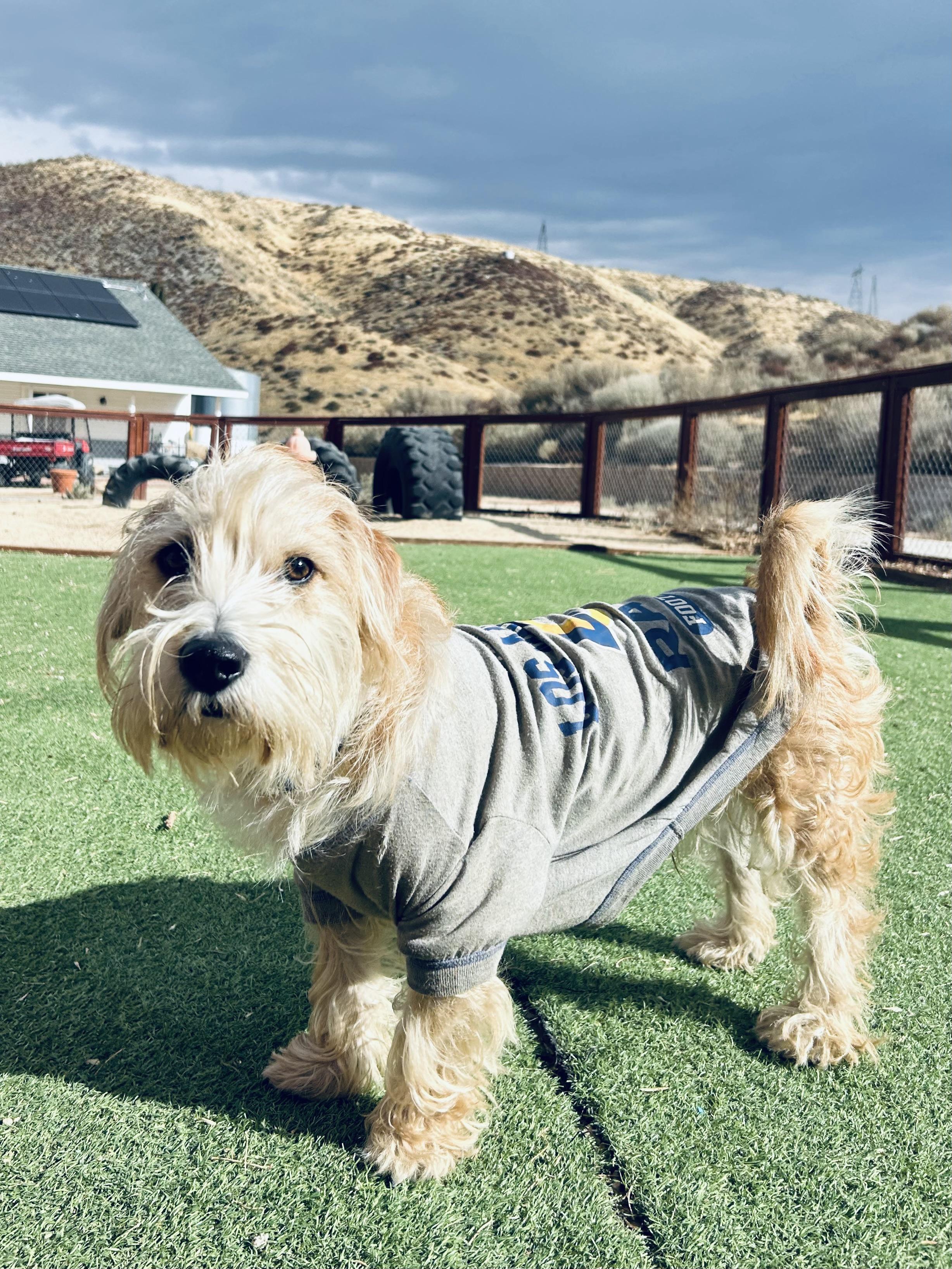 Sammy, Adopted, Young Male Wirehaired Terrier.