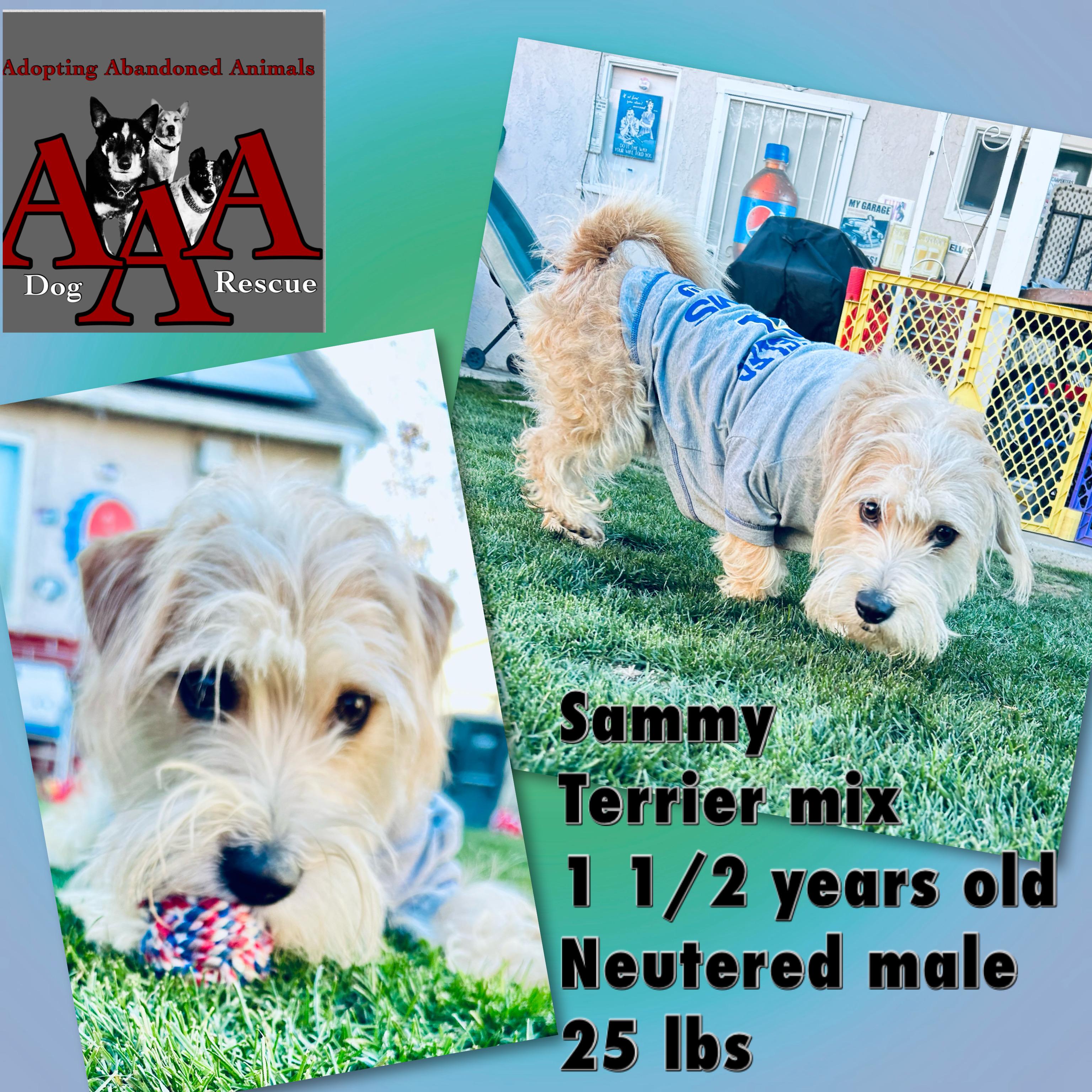Sammy, a Adopted mixed breed in Bakersfield, CA image 2/6