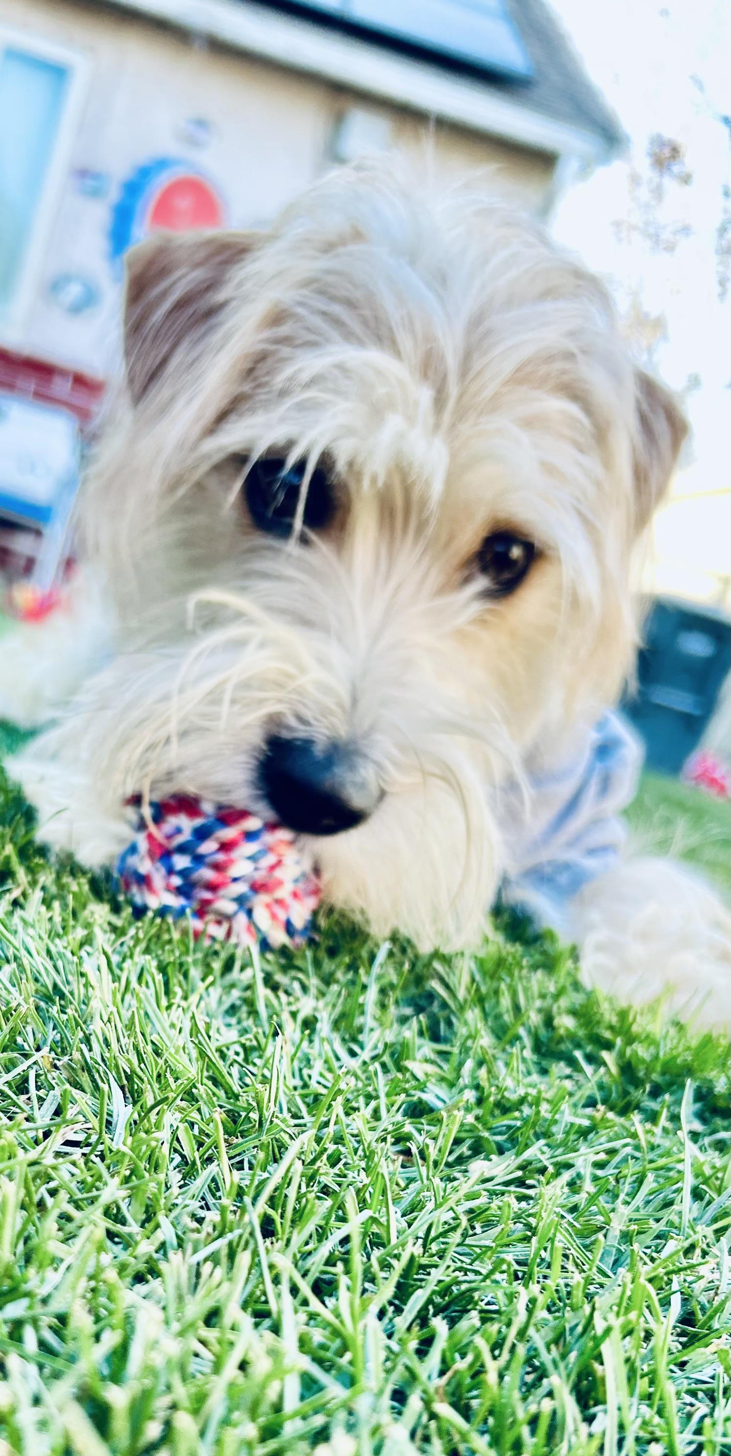 Sammy, a Adopted mixed breed in Bakersfield, CA image 3/6