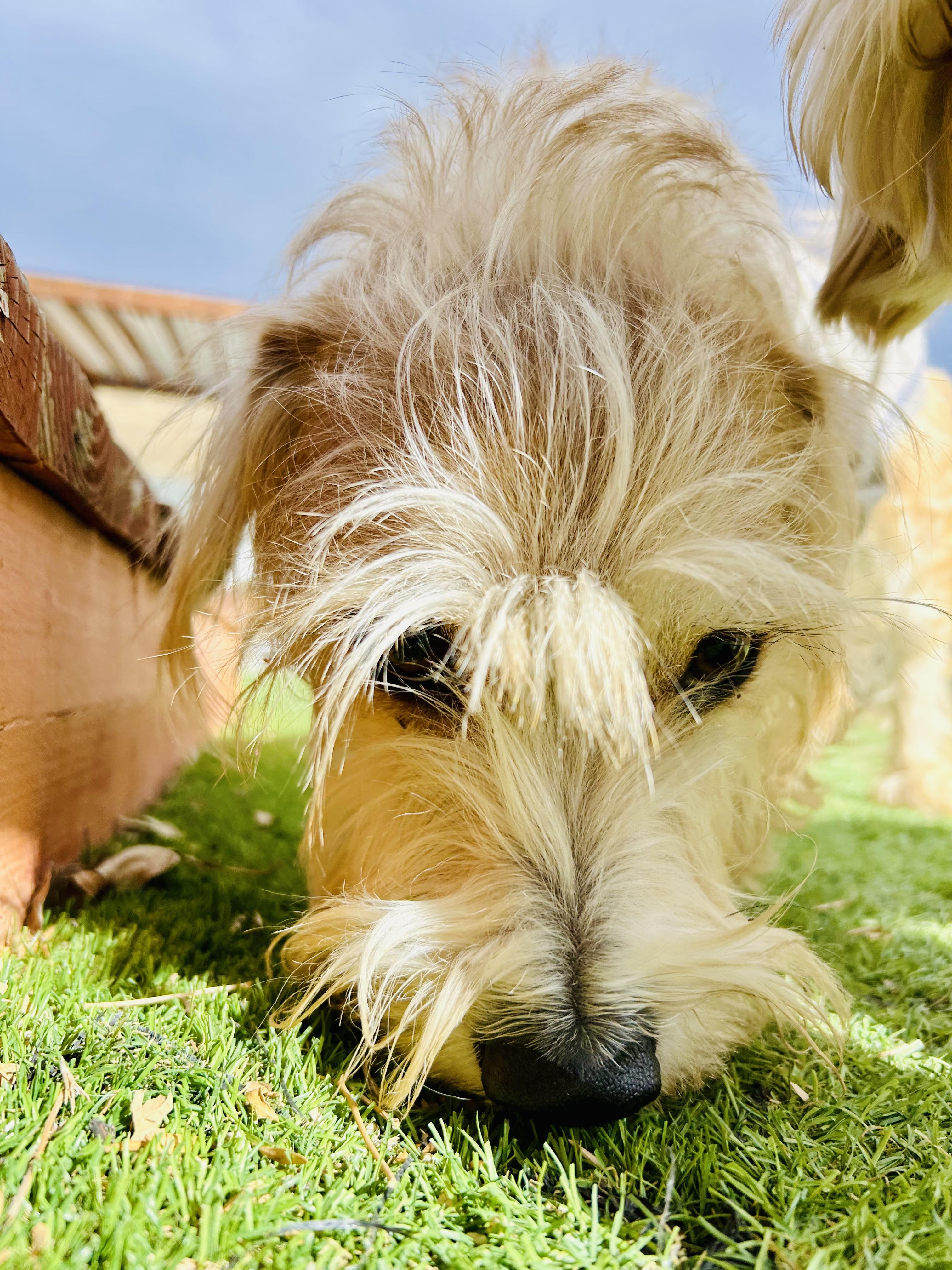 Sammy, a Adopted mixed breed in Bakersfield, CA image 4/6