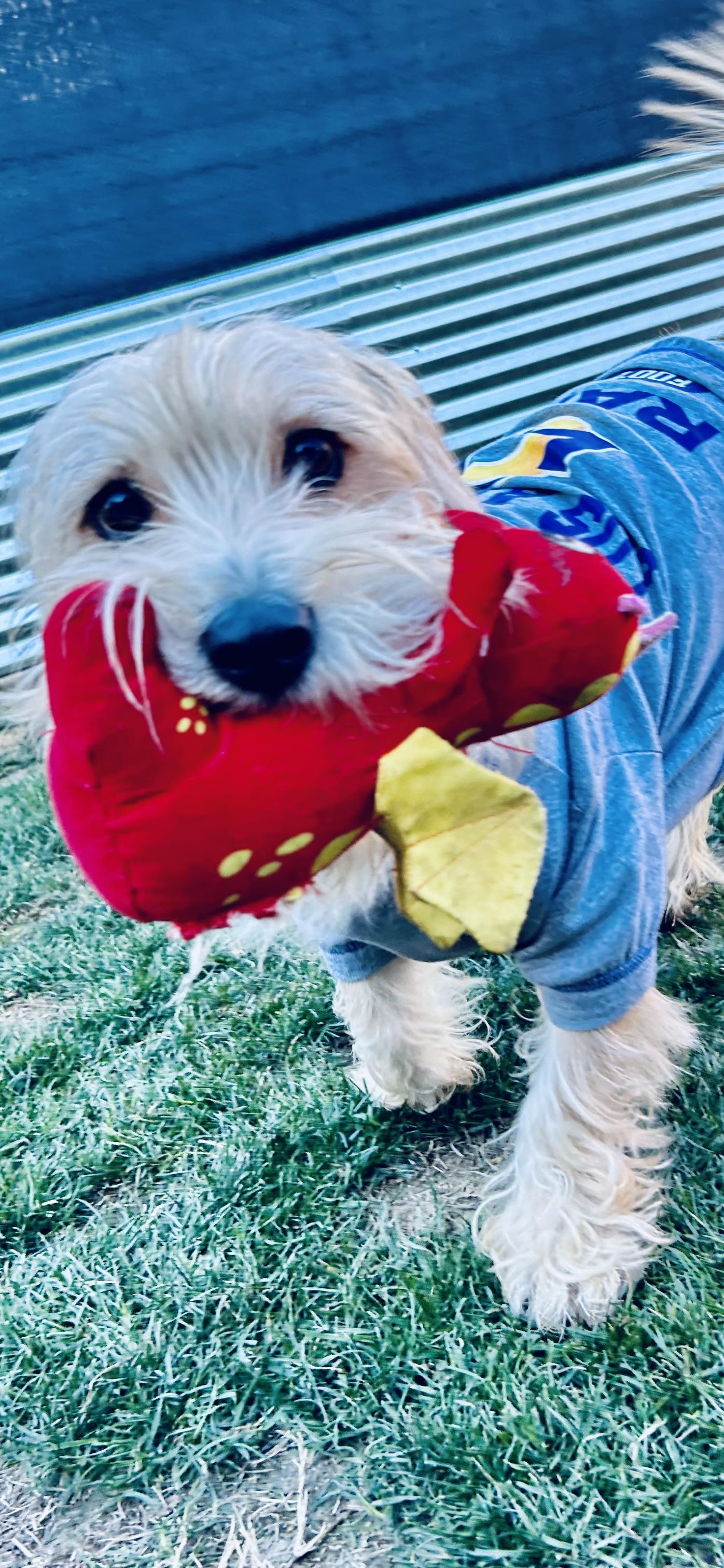 Sammy, a Adopted mixed breed in Bakersfield, CA image 5/6