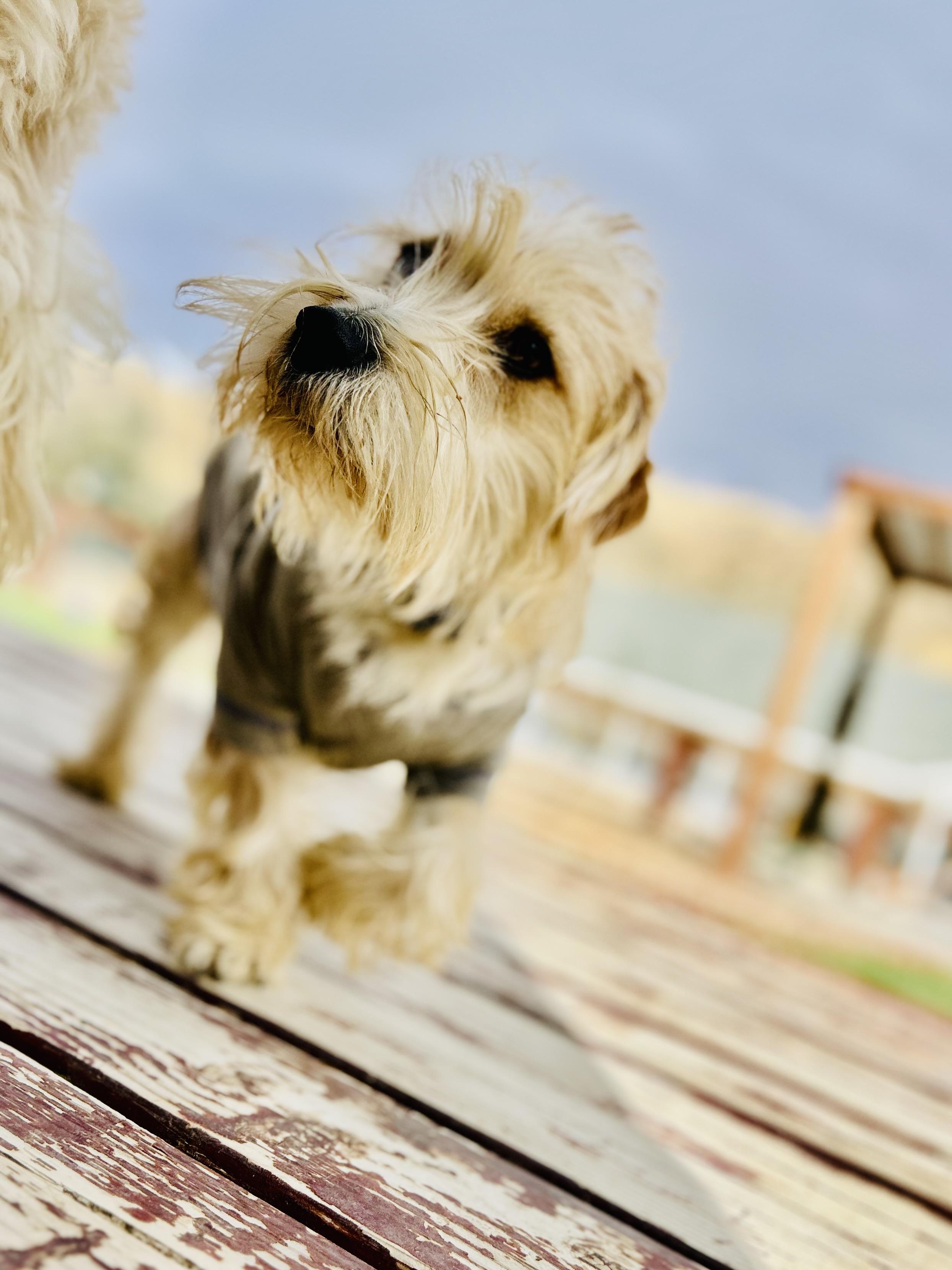 Sammy, a Adopted mixed breed in Bakersfield, CA image 6/6