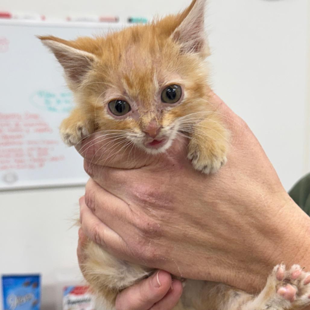 Lloyd, Adoptable, Kitten Male Domestic Short Hair.