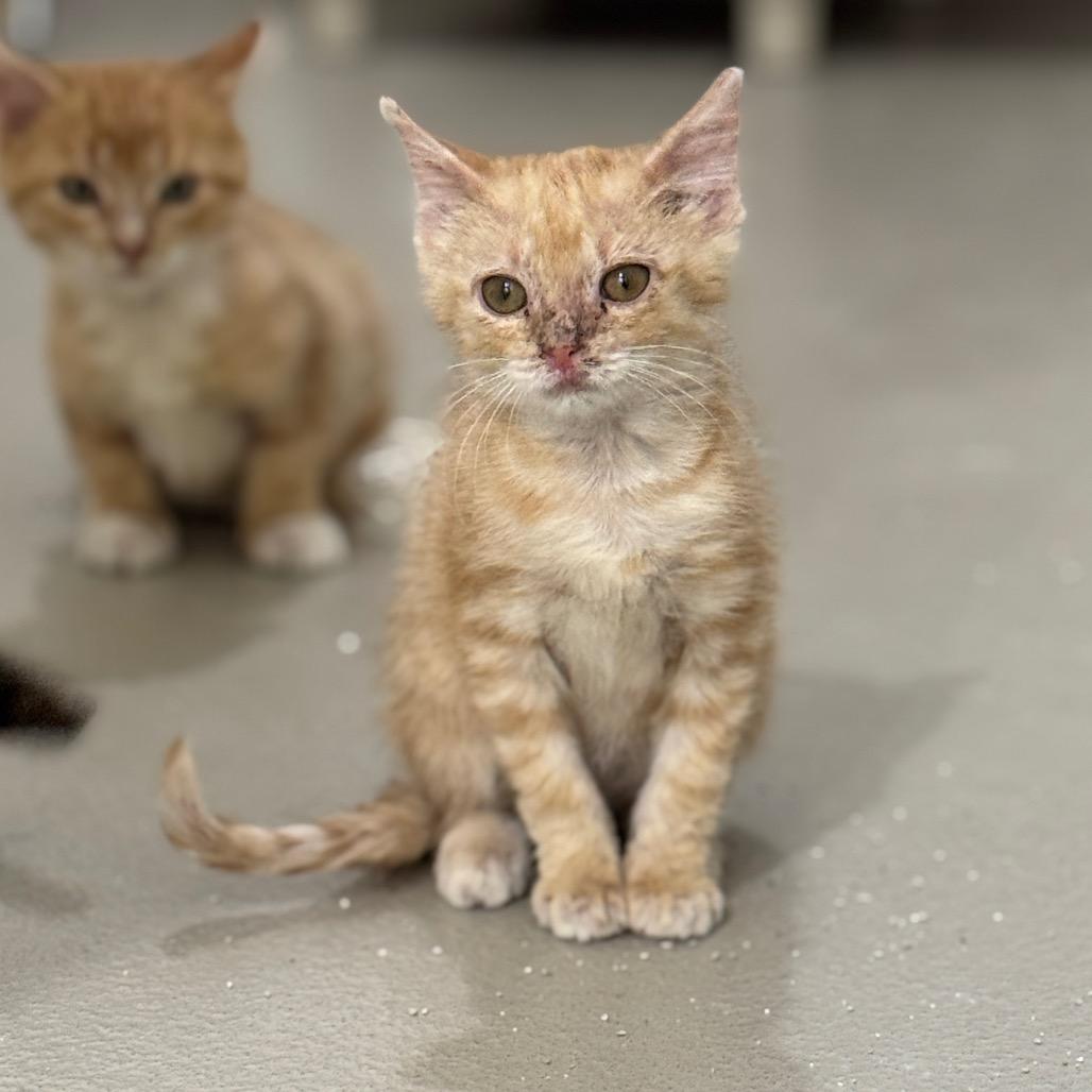 Enlarge Lloyd, a Adoptable Domestic Short Hair in Redwood Falls, MN image 2/2