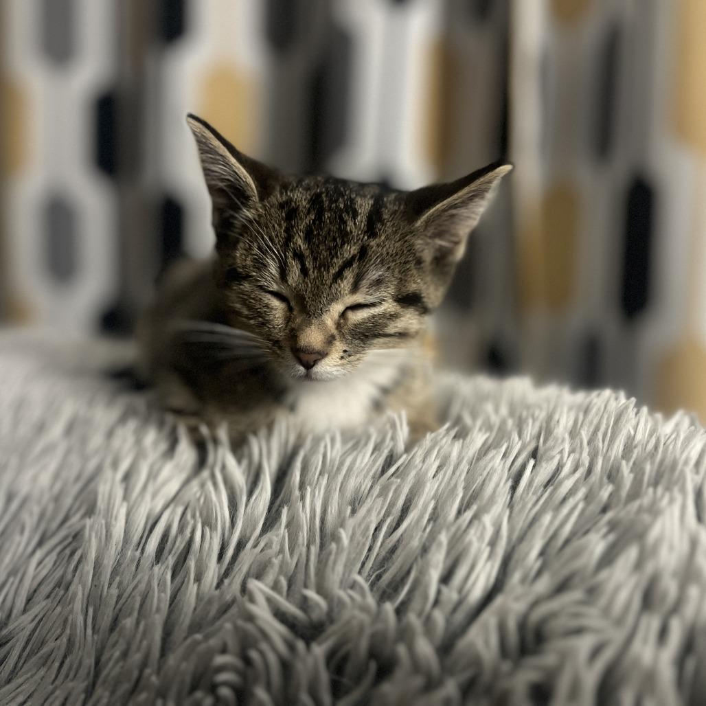 Peeta, a Adoptable Domestic Short Hair in Skokie, IL image 2/6