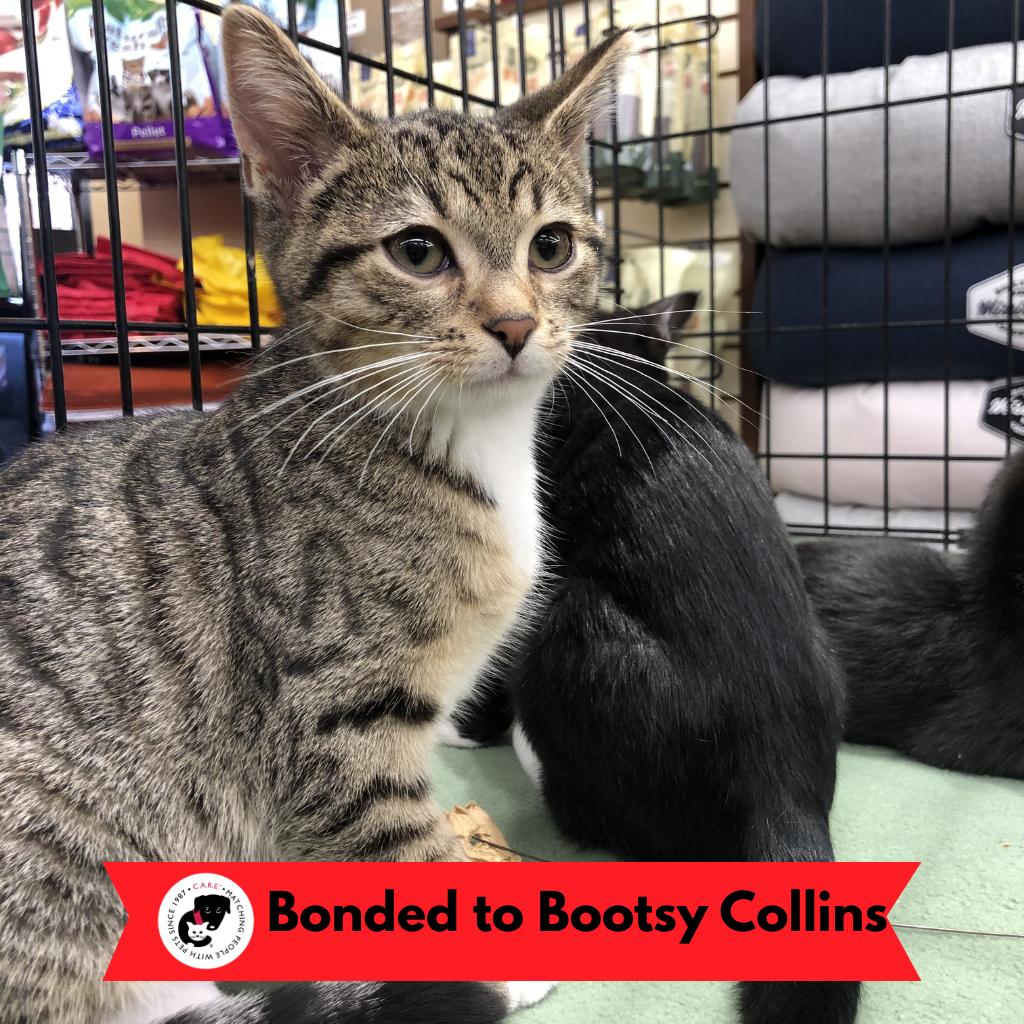 Peeta, a Adoptable Domestic Short Hair in Skokie, IL image 3/6