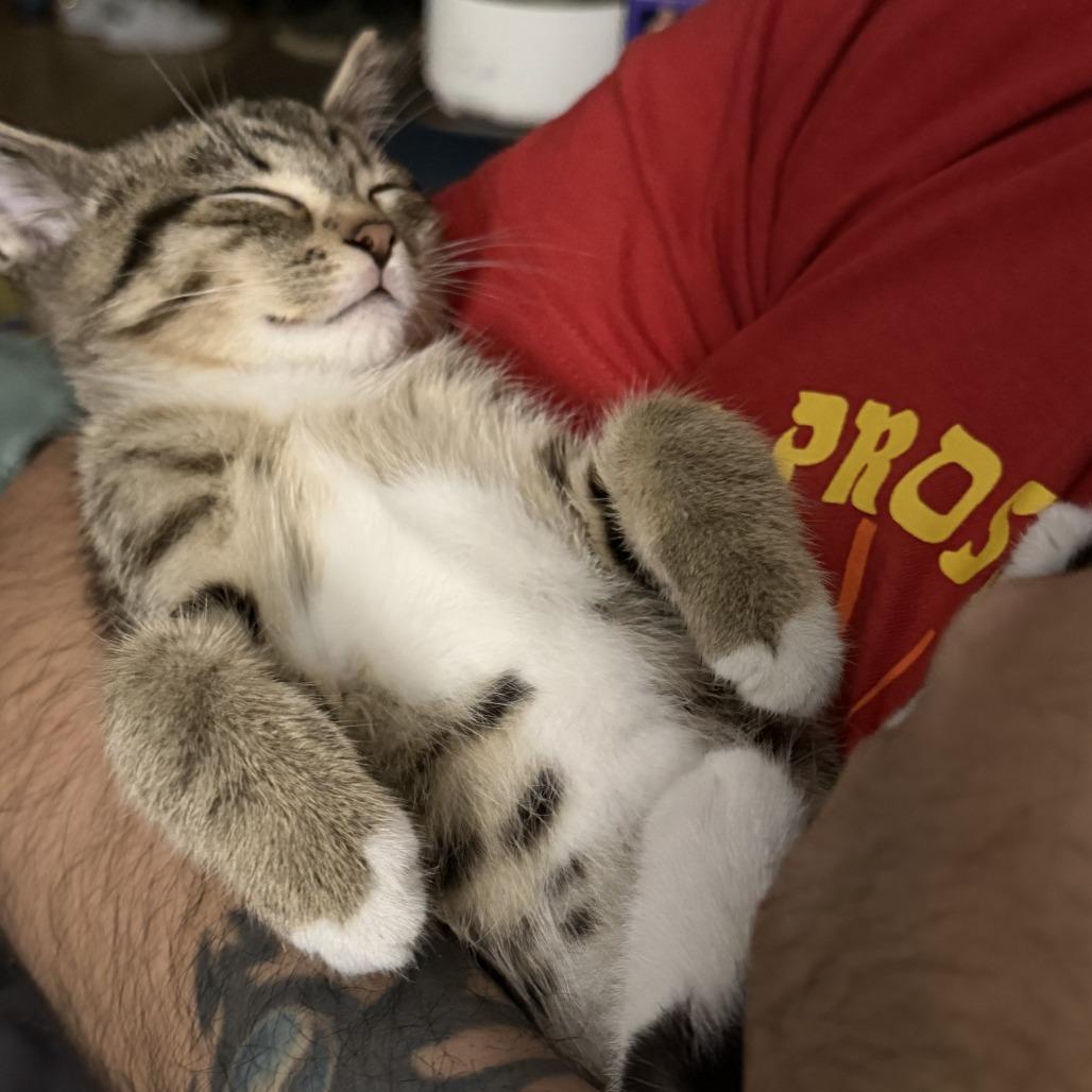 Peeta, a Adoptable Domestic Short Hair in Skokie, IL image 4/6