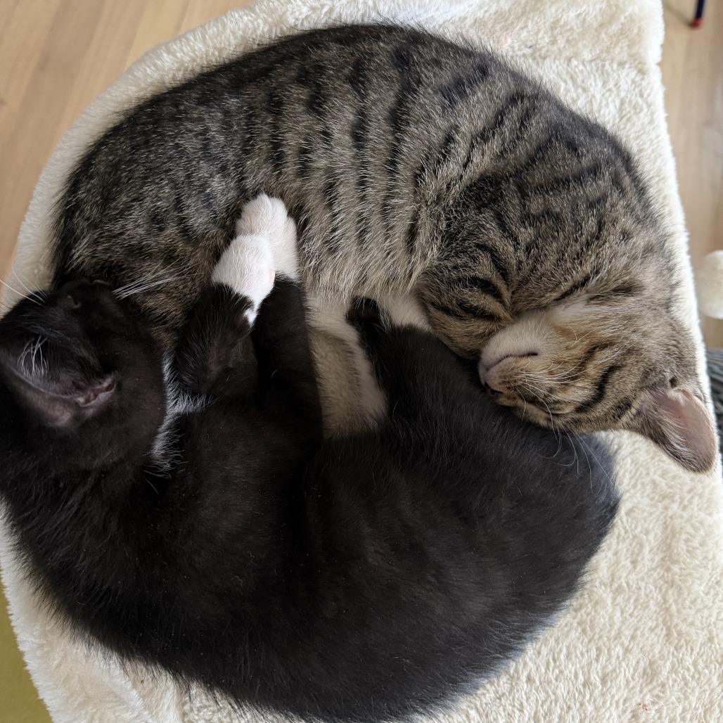 Peeta, a Adoptable Domestic Short Hair in Skokie, IL image 5/6