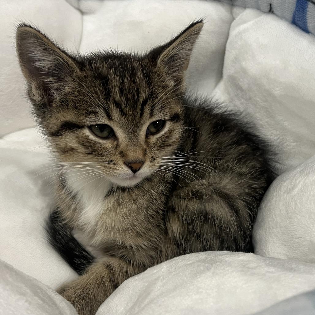 Peeta, a Adoptable Domestic Short Hair in Skokie, IL image 6/6