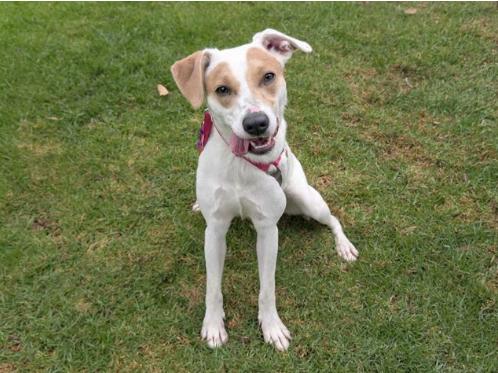 TRINKET, Adoptable, Young Female Labrador Retriever & Jack Russell Terrier.