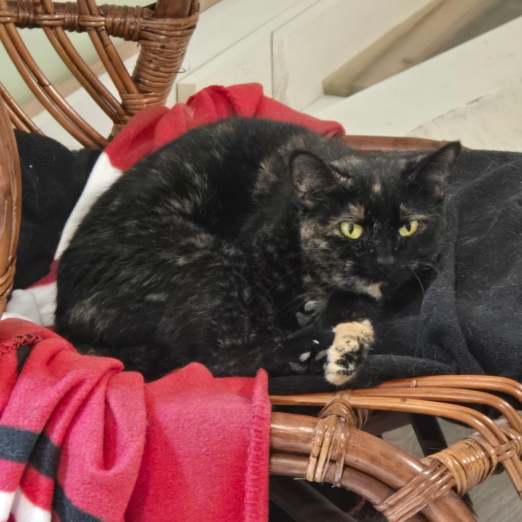 Gabby, Adoptable, Adult Female Domestic Short Hair.
