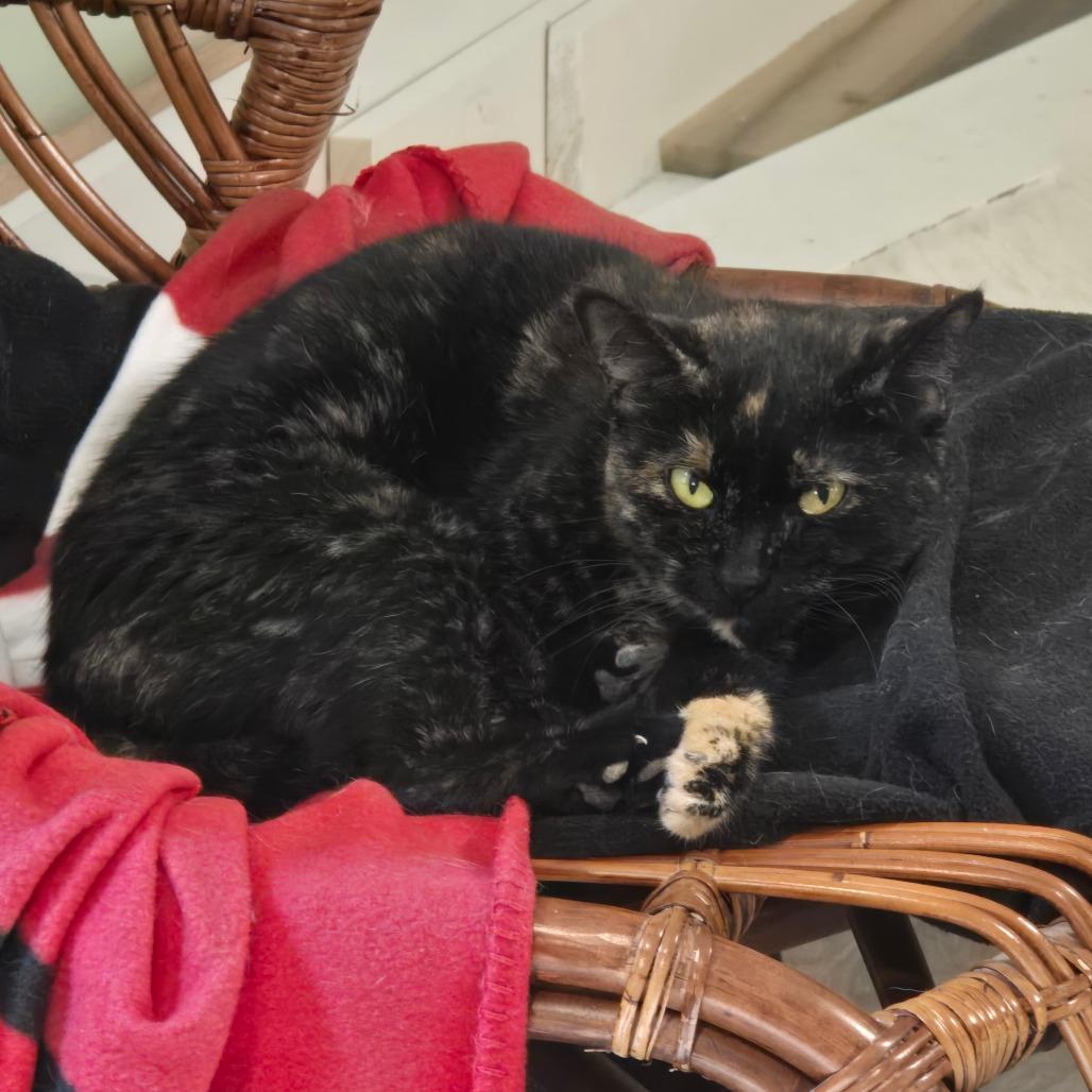 Gabby, a Adoptable Domestic Short Hair in Goshen, IN image 2/2