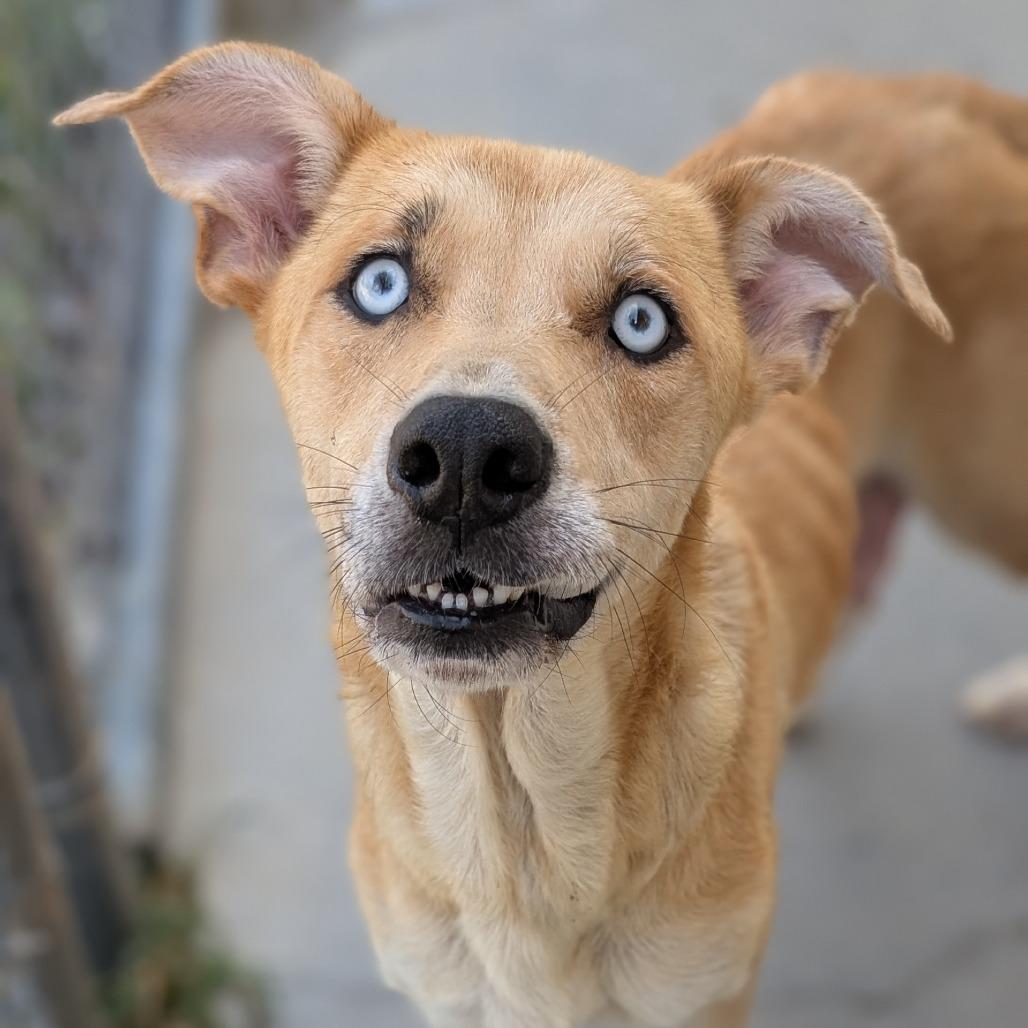 Molly, Adoptable, Adult Female Catahoula Leopard Dog & Shepherd.