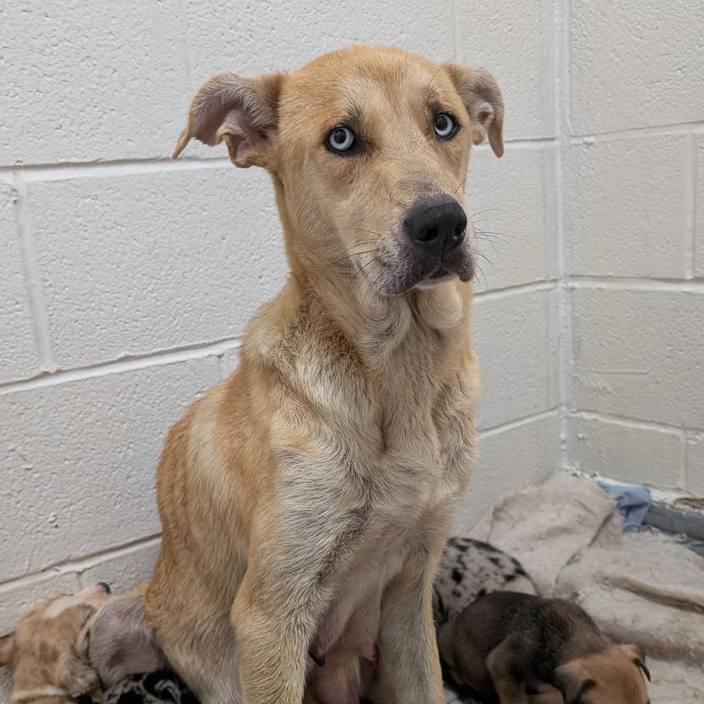 Molly, a Adoptable mixed breed in Buchanan Dam, TX image 2/3