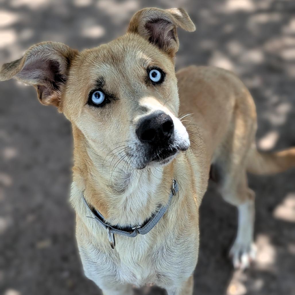 Molly, a Adoptable mixed breed in Buchanan Dam, TX image 4/4