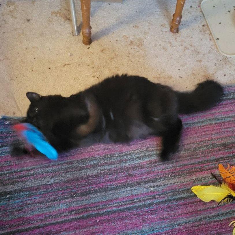 Enlarge Cash (Handsome Lovebug!), a Adoptable Domestic Medium Hair in Pikesville, MD image 2/3