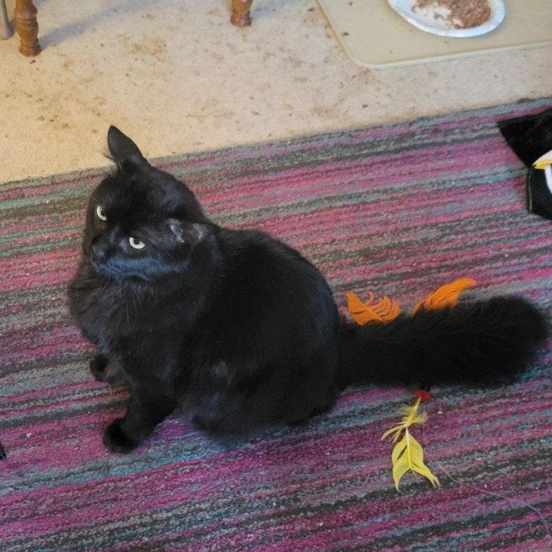 Enlarge Cash (Handsome Lovebug!), a Adoptable Domestic Medium Hair in Pikesville, MD image 3/3