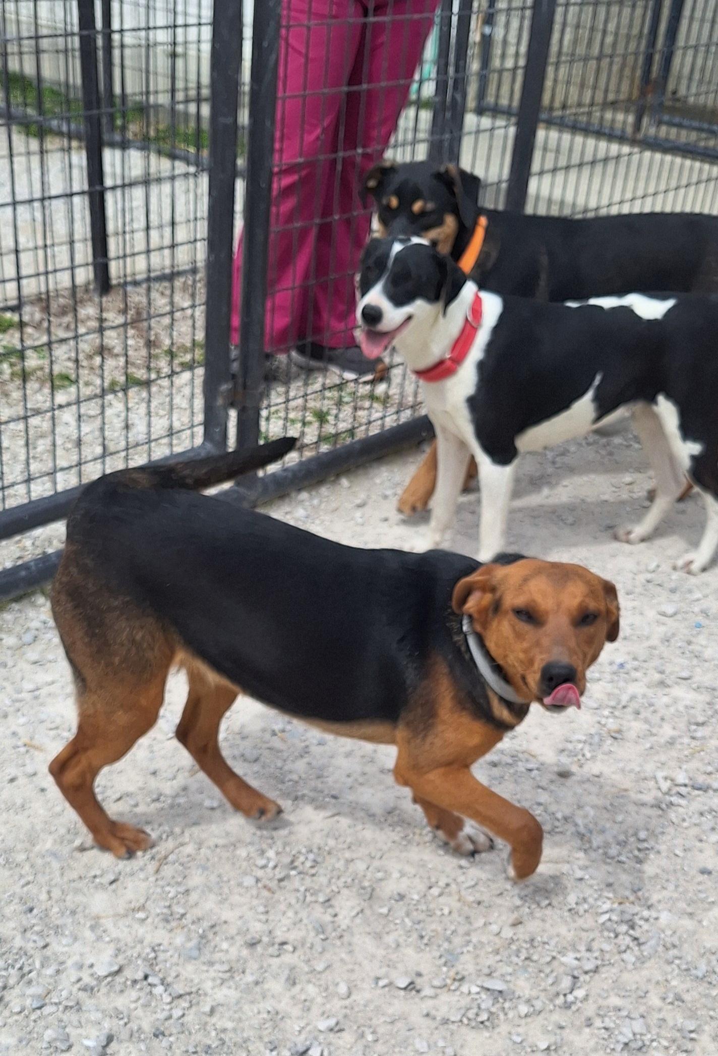 Enlarge Ceila , a ADOPTABLE mixed breed in Stanton, KY image 5/6