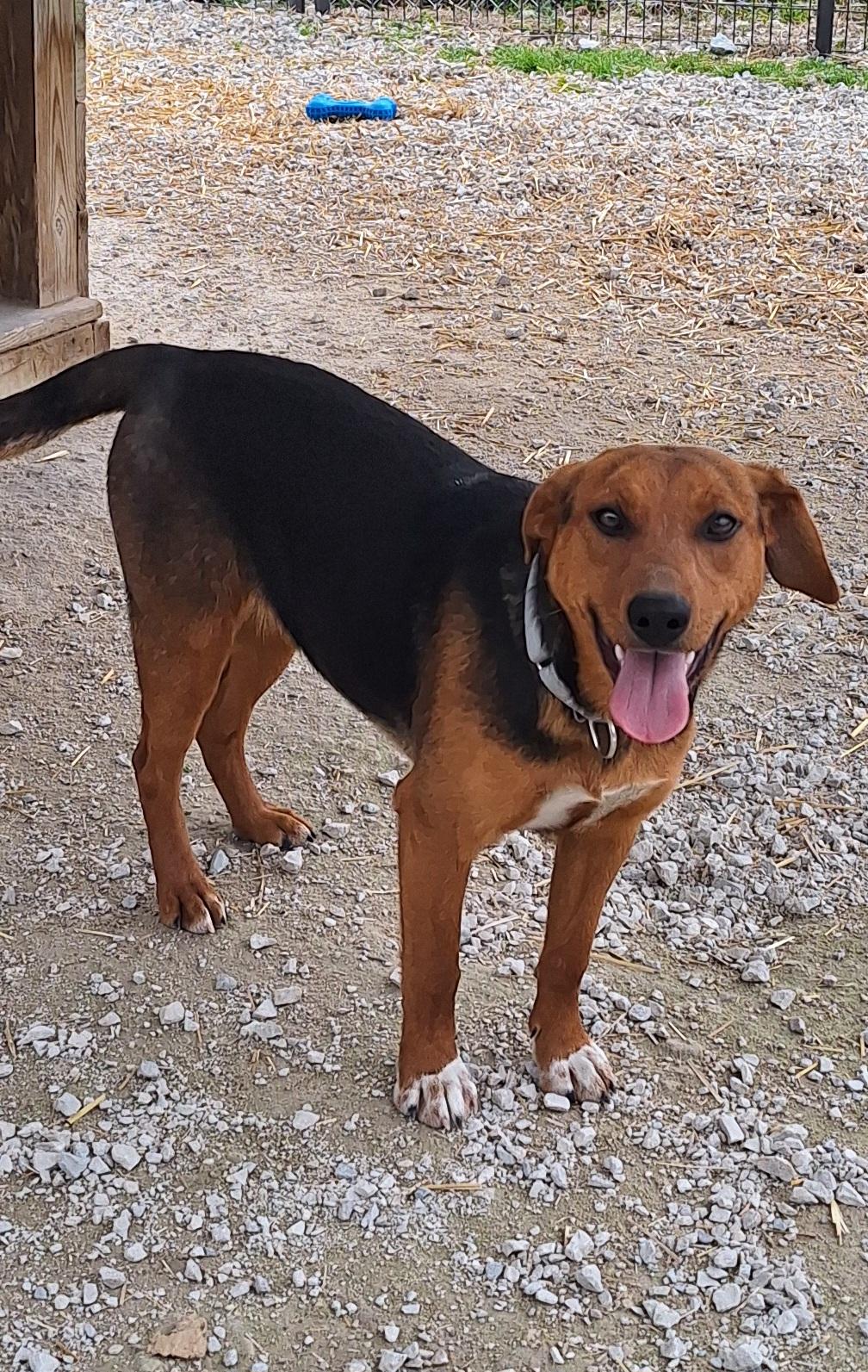 Enlarge Ceila , a ADOPTABLE mixed breed in Stanton, KY image 3/6