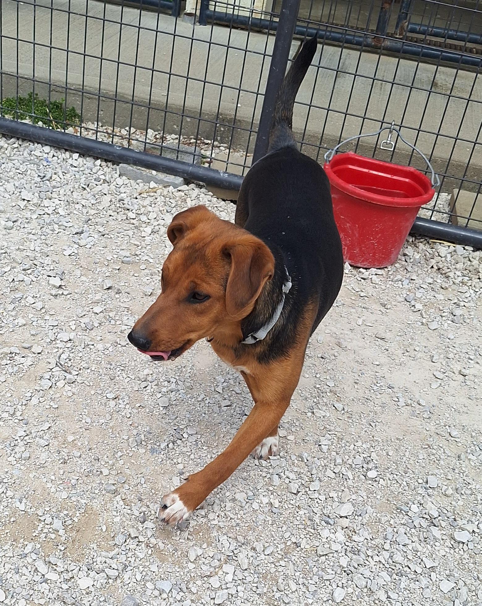 Enlarge Ceila , a ADOPTABLE mixed breed in Stanton, KY image 6/6