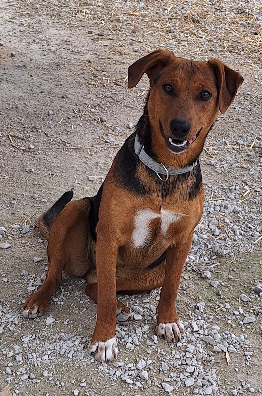 Enlarge Ceila , a ADOPTABLE mixed breed in Stanton, KY image 4/6