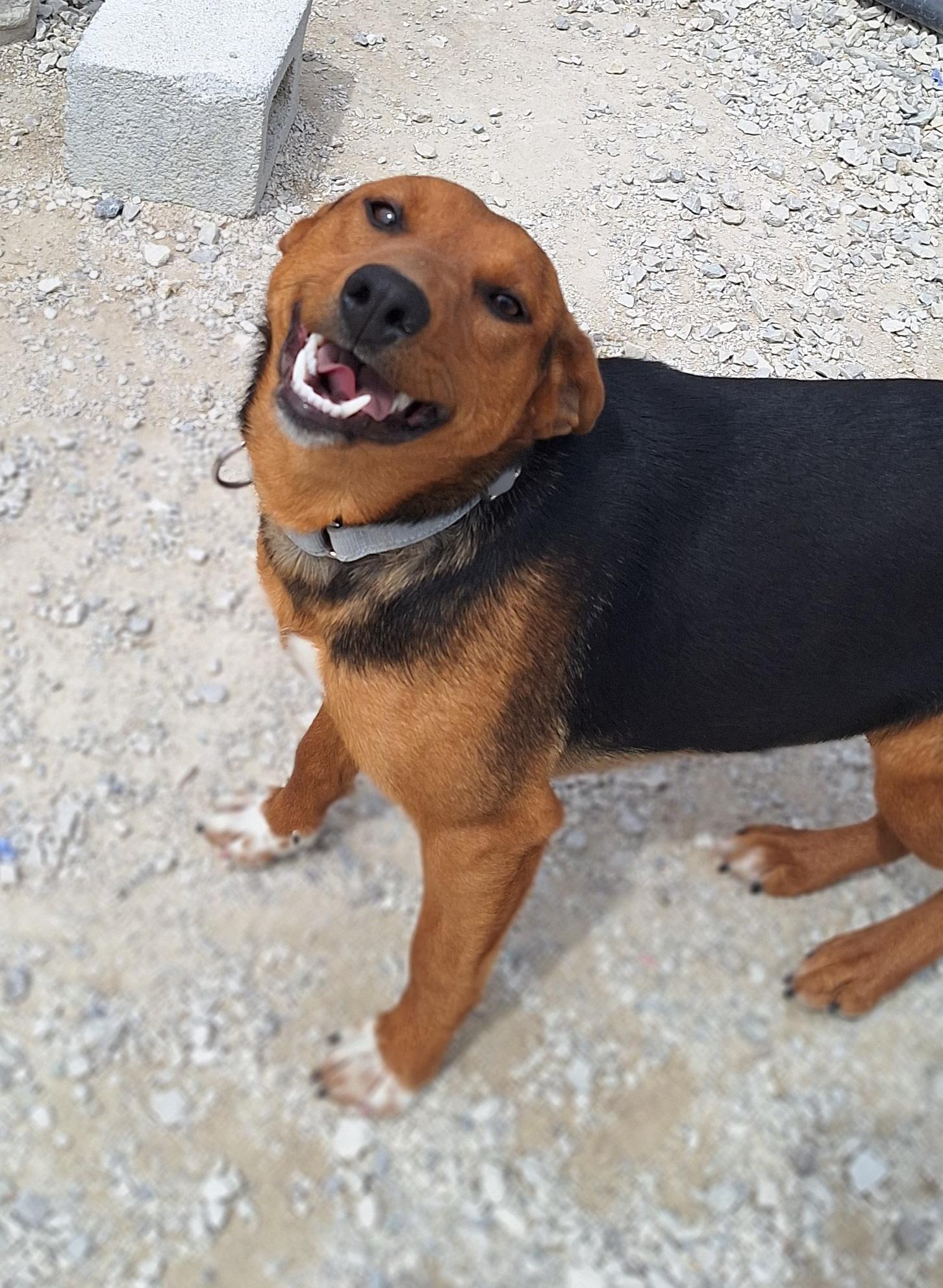 Ceila , ADOPTABLE, Young Female Hound.