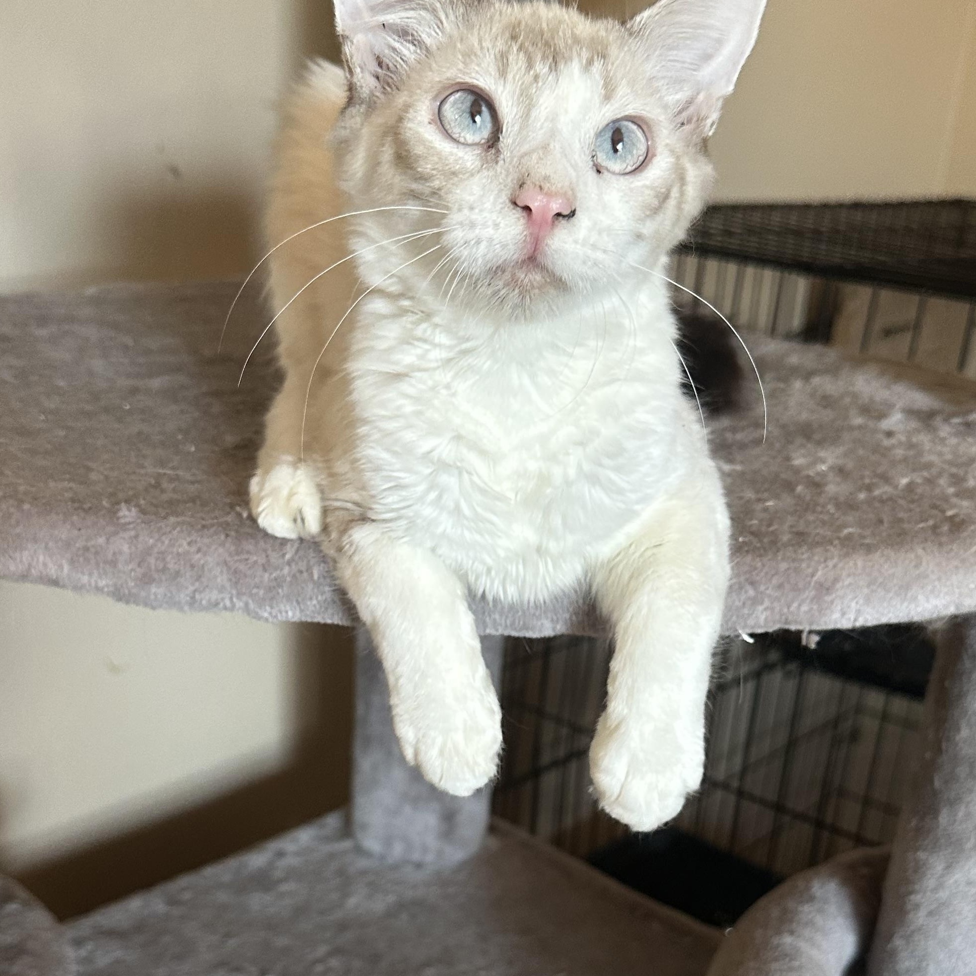 SB Lynxpoint, a Adoptable Siamese in Glendora, CA image 3/6