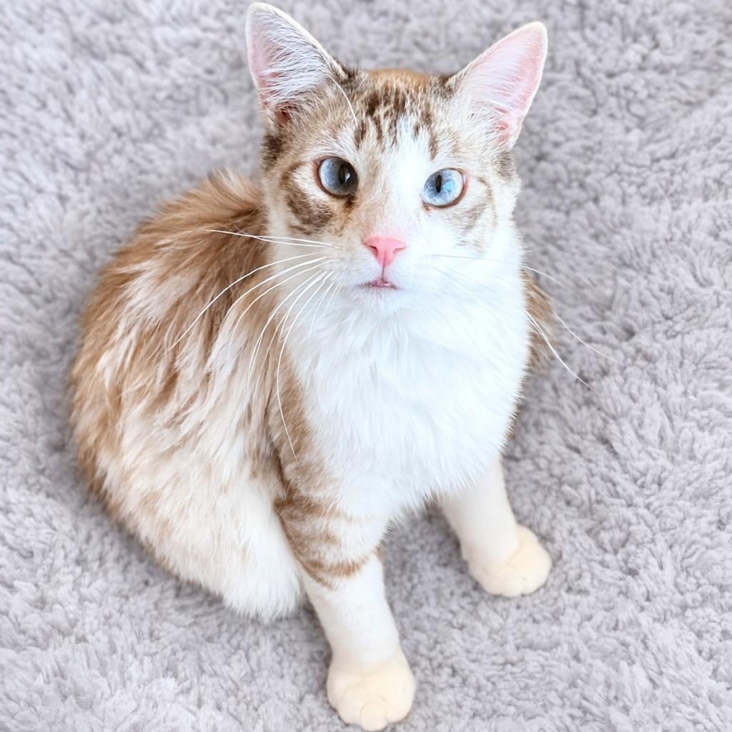 SB Lynxpoint, Adoptable, Young Male Siamese.