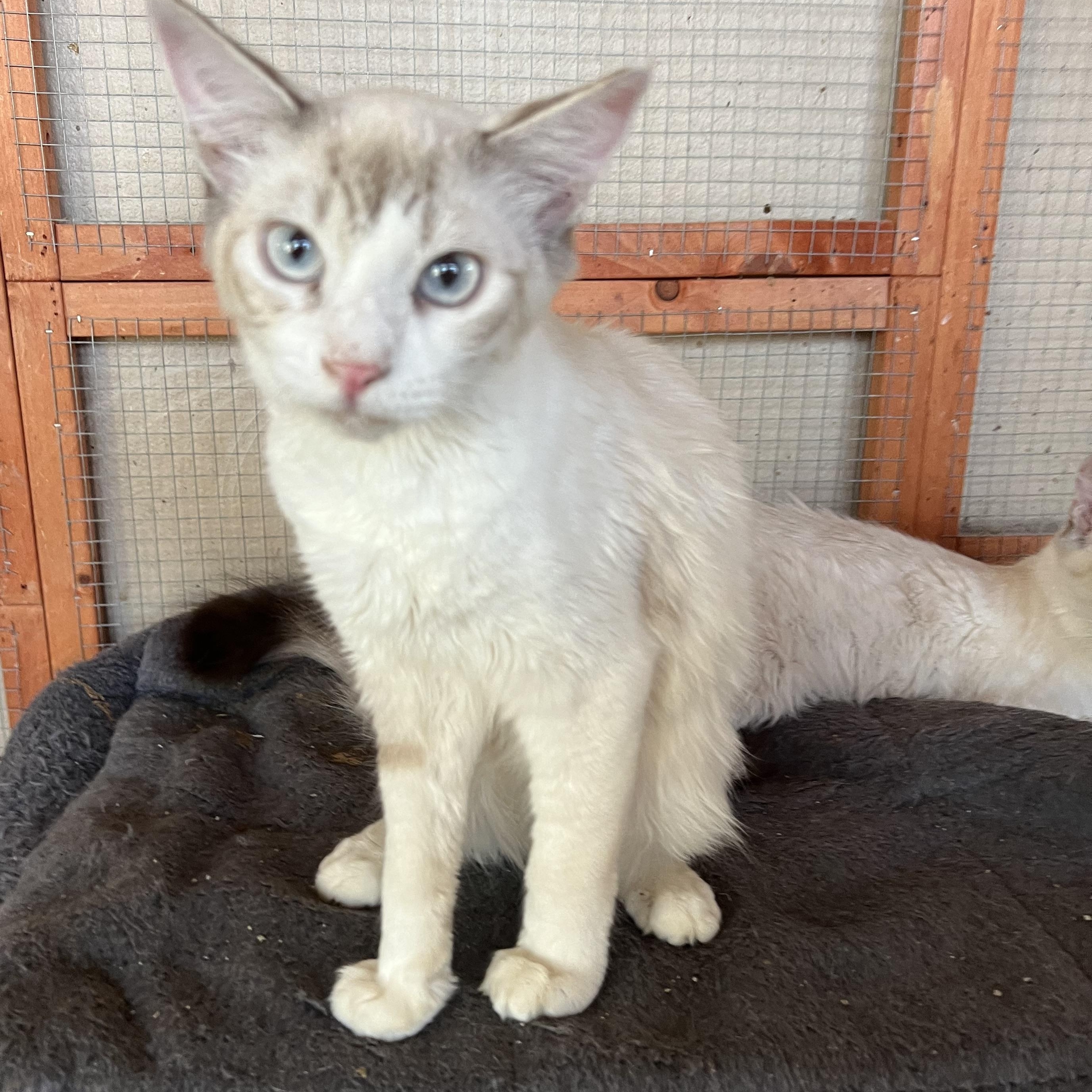 SB Lynxpoint, a Adoptable Siamese in Glendora, CA image 5/6