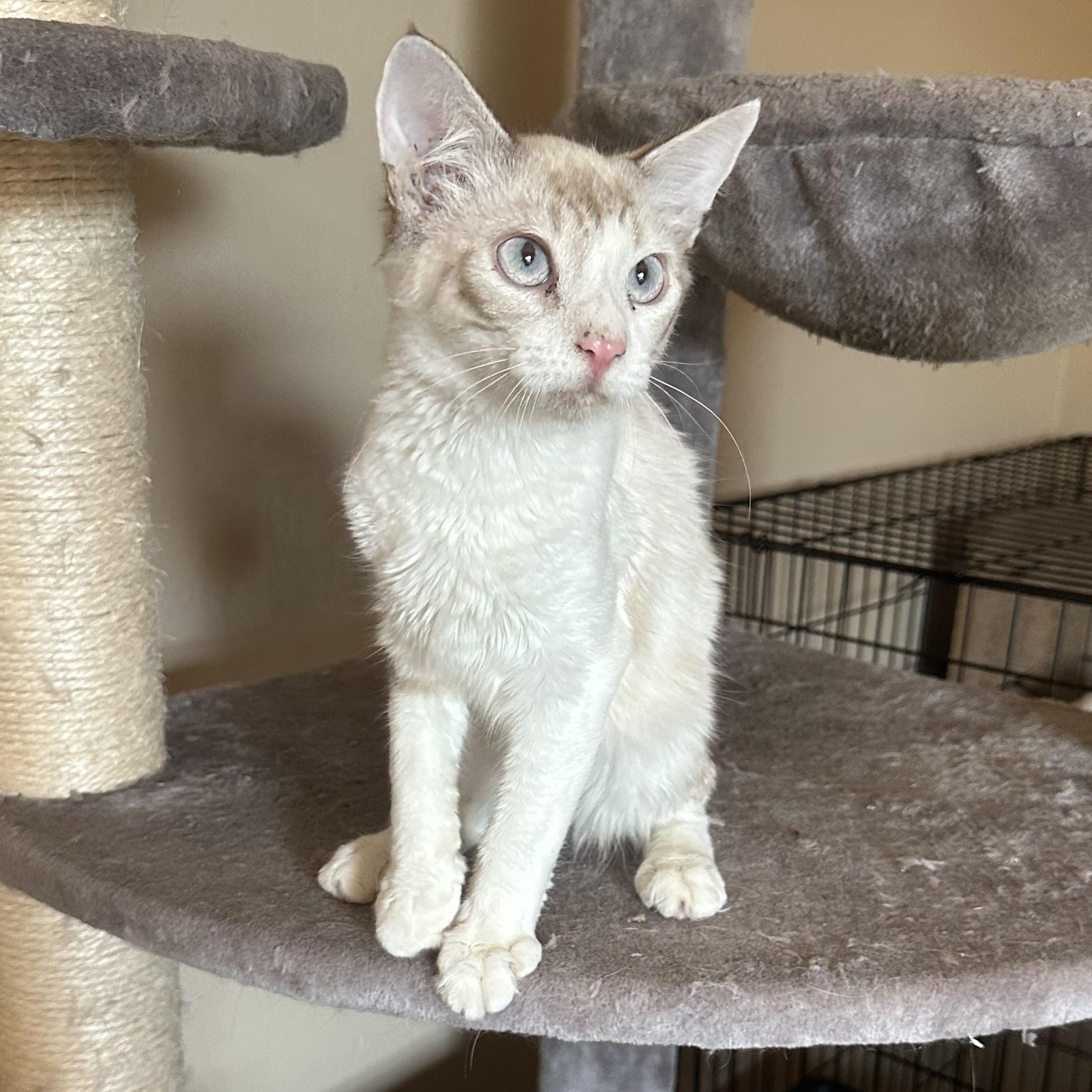 SB Lynxpoint, a Adoptable Siamese in Glendora, CA image 6/6
