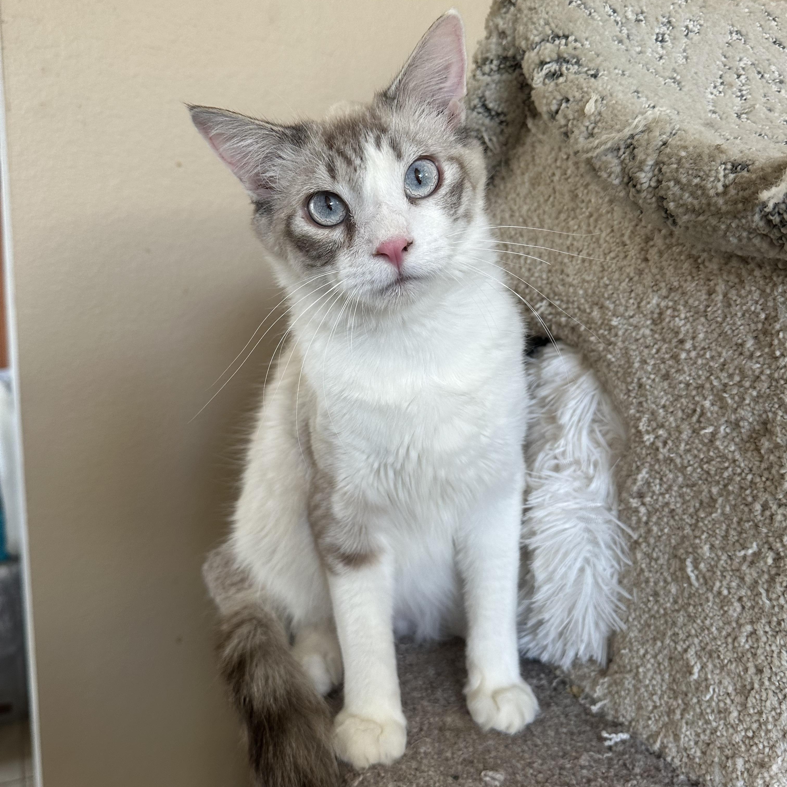 SB Lynxpoint, a Adoptable Siamese in Glendora, CA image 2/6